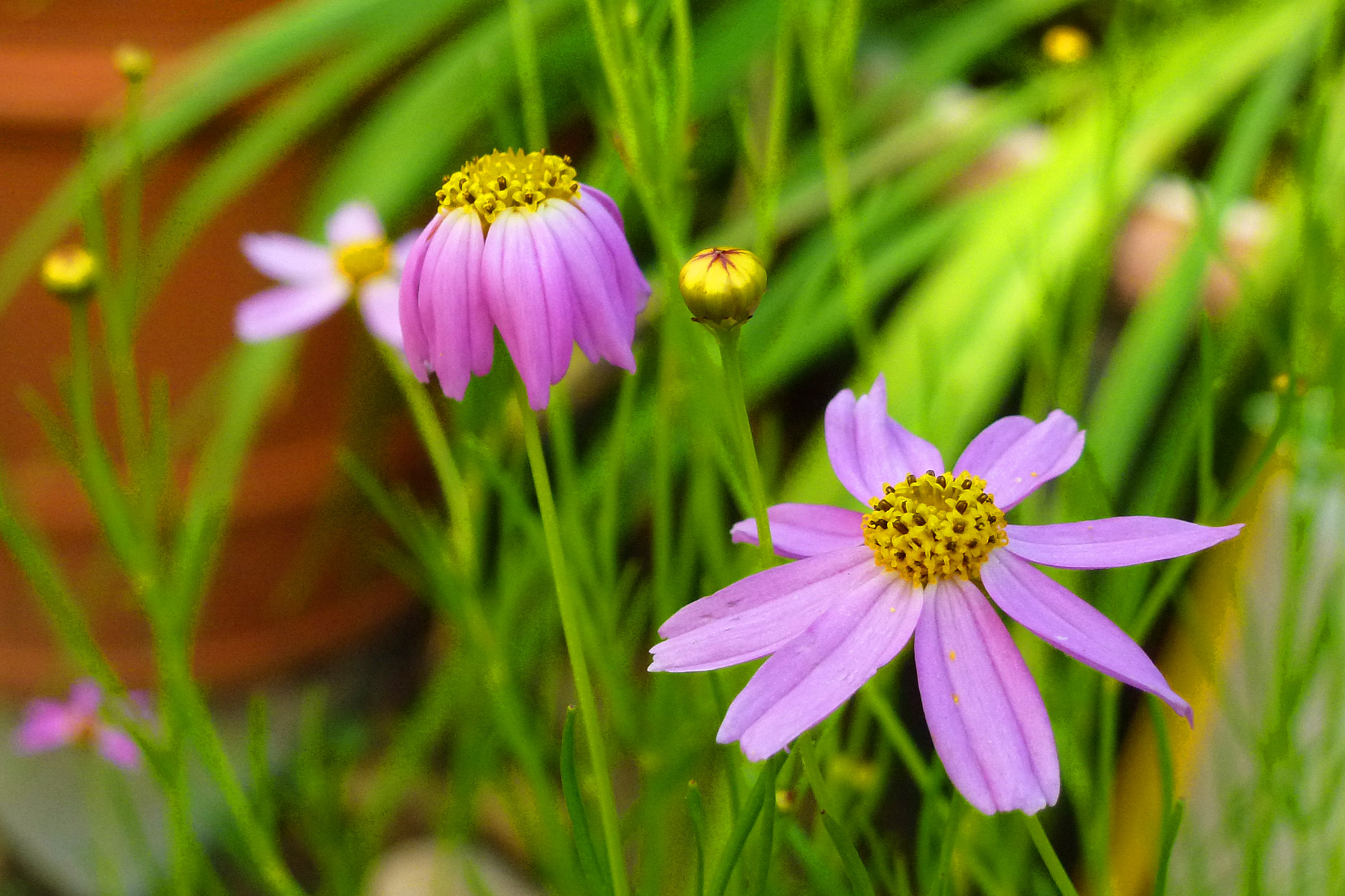 Coreopsis pink flowers