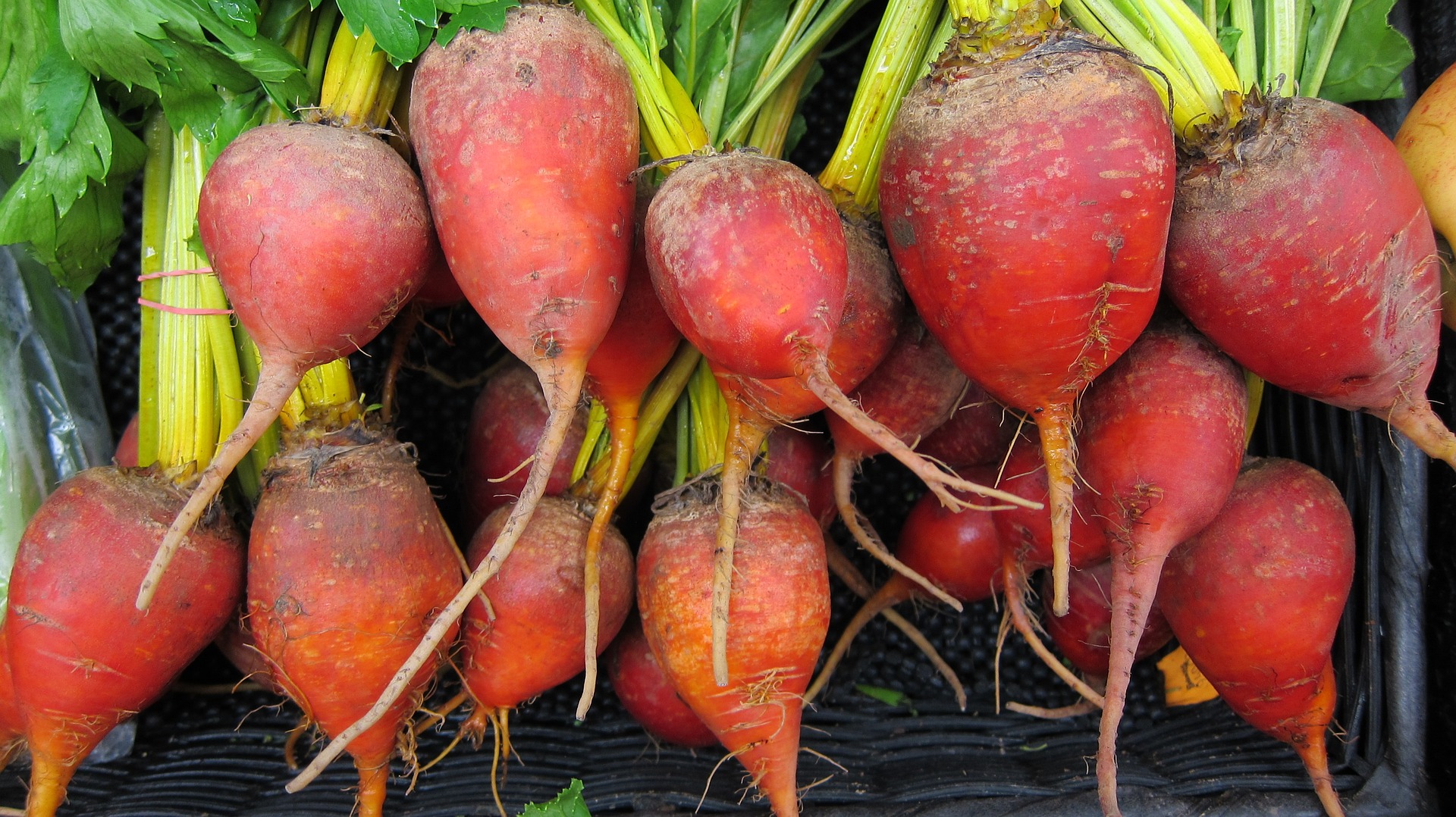 beetroot garden