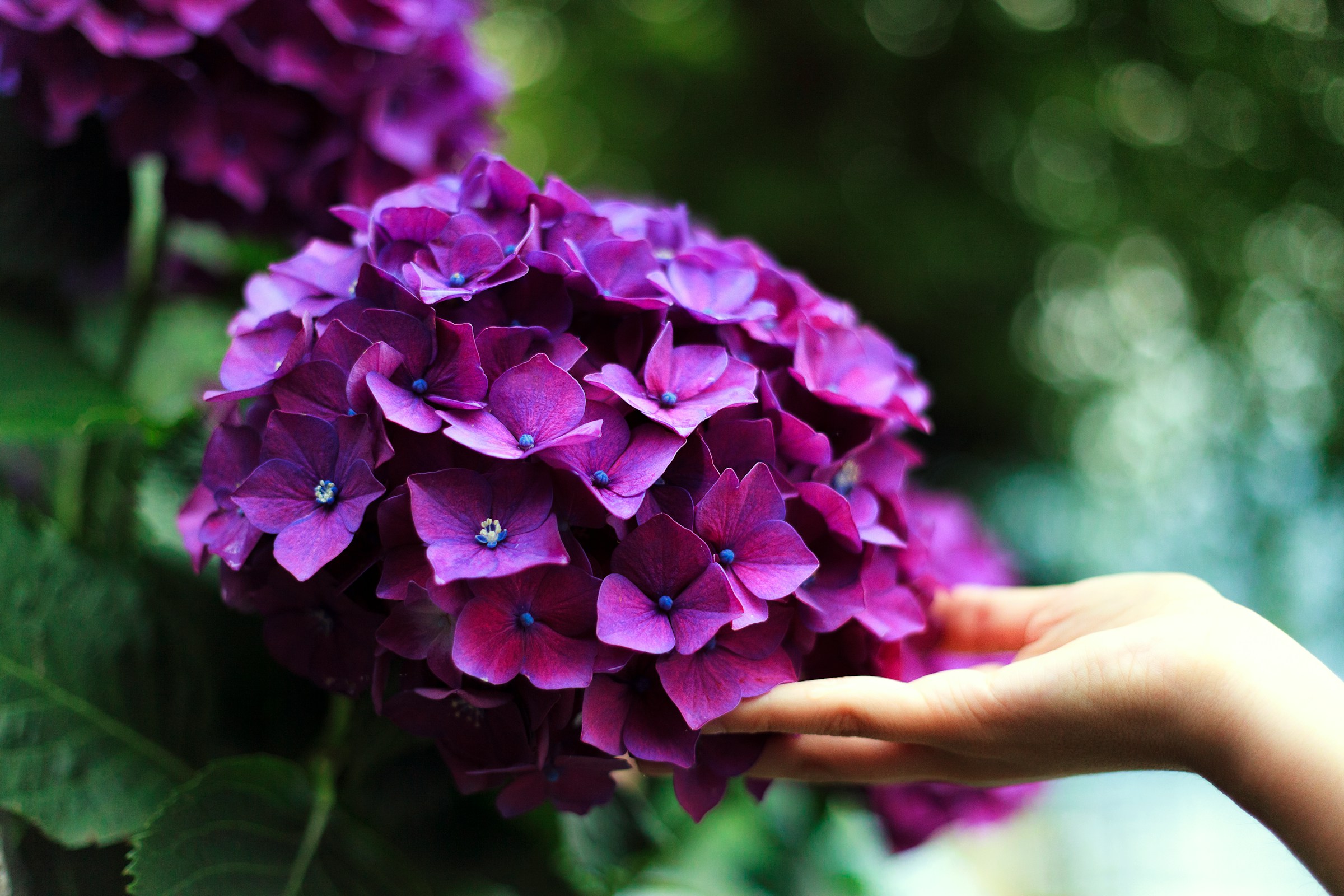 purple hydrangeas