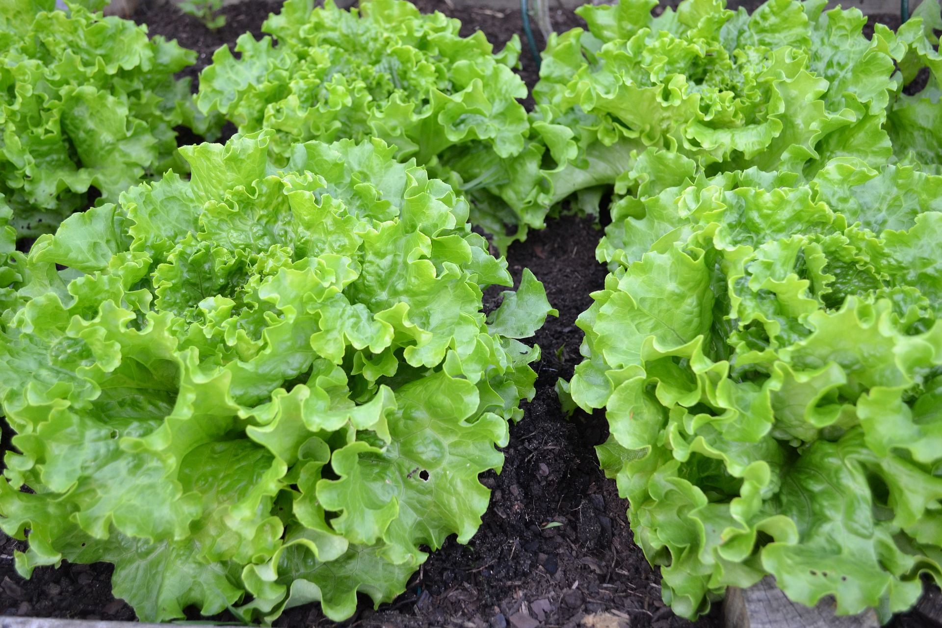 lettuce garden