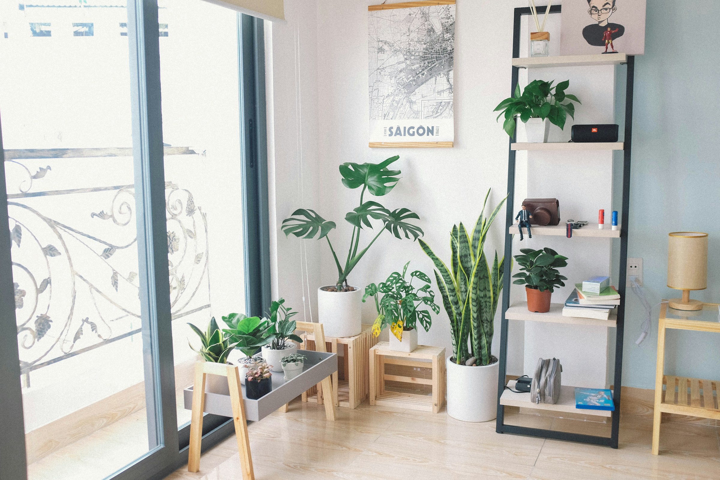 indoor plants