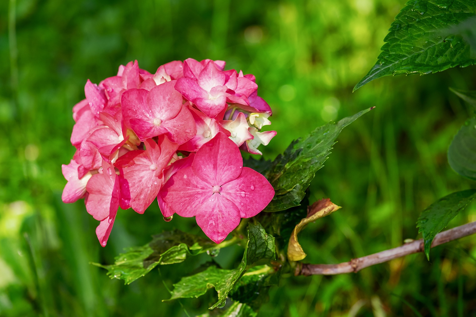 Hydrangea pink flowers