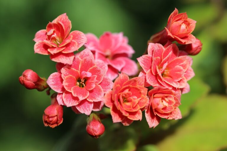 How to Care For a Kalanchoe Plant in Indoors