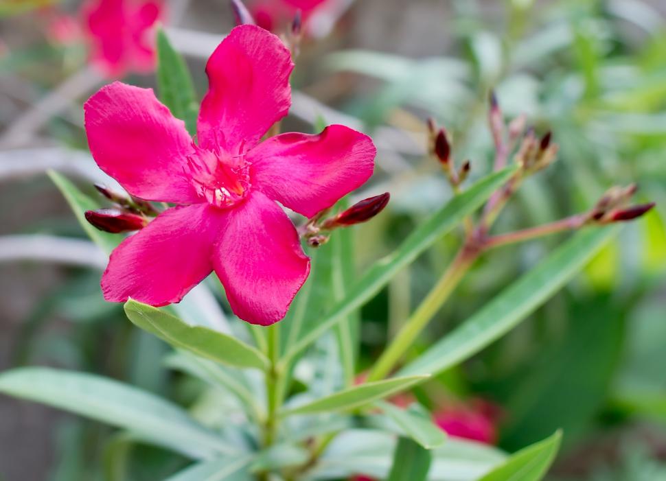 Oleander pink flowers