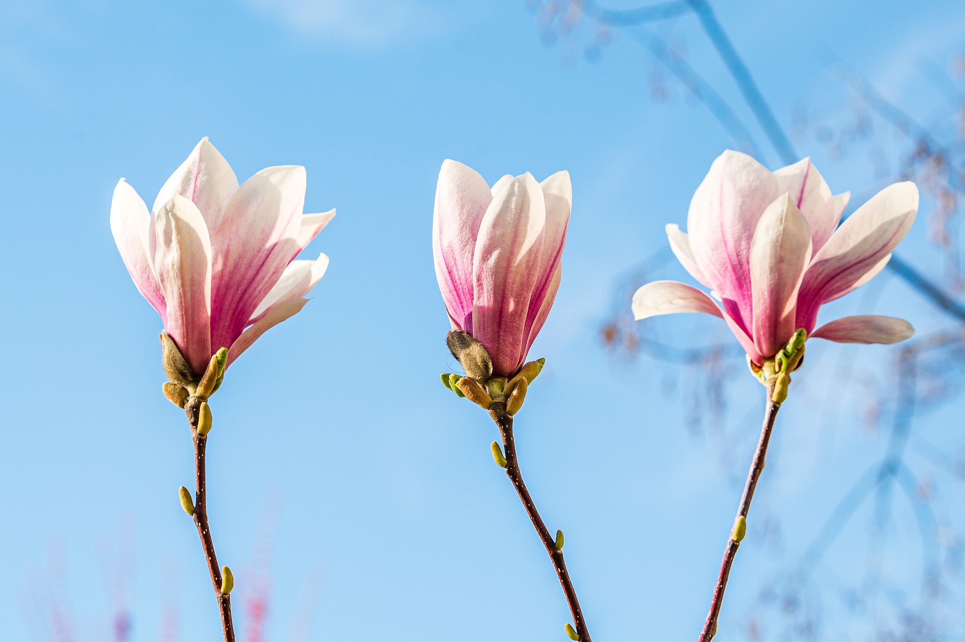 magnolia pink flowers