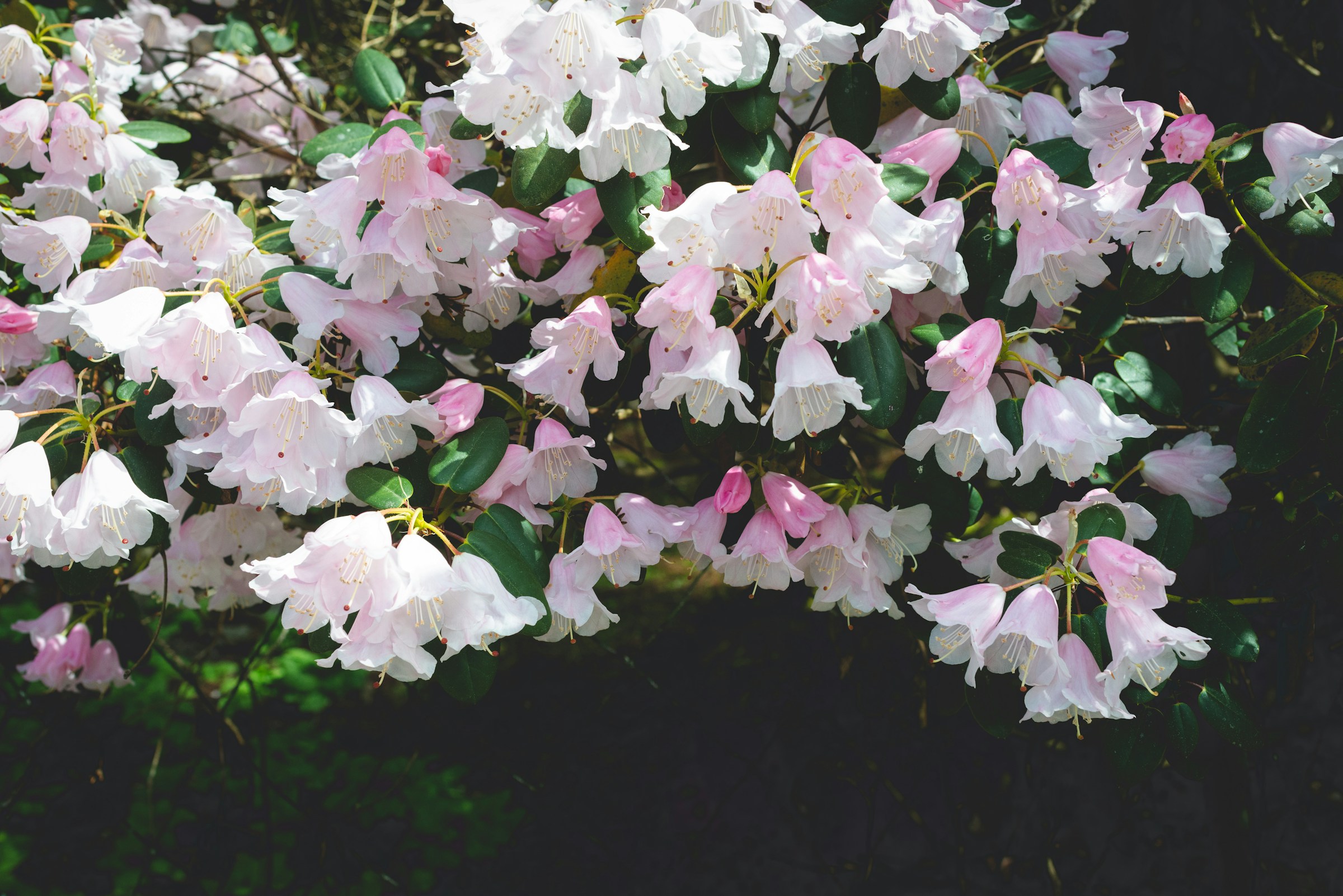 azalea pink