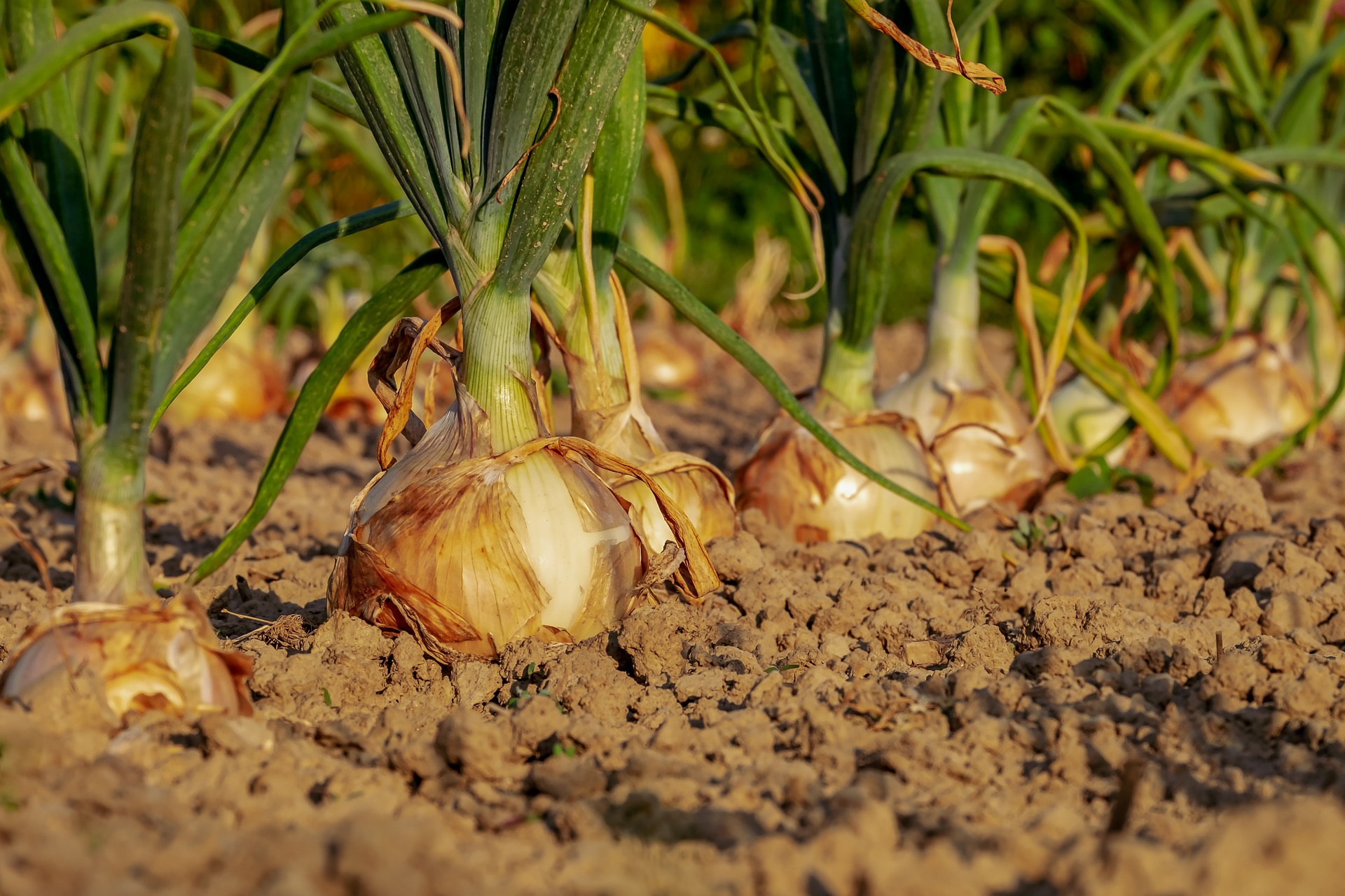 onion garden