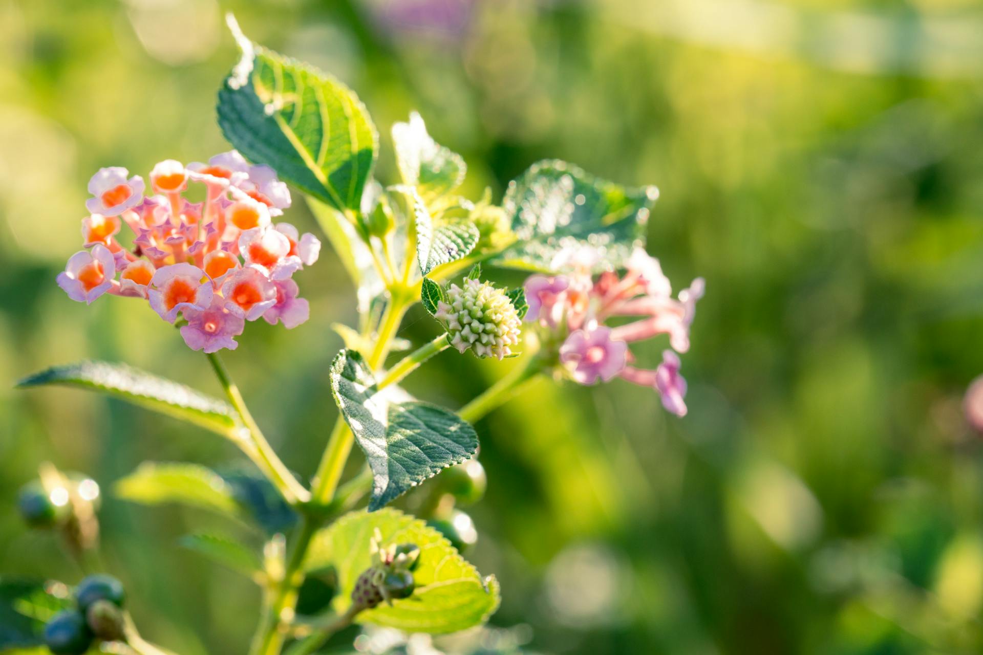 lantana shrub verbena