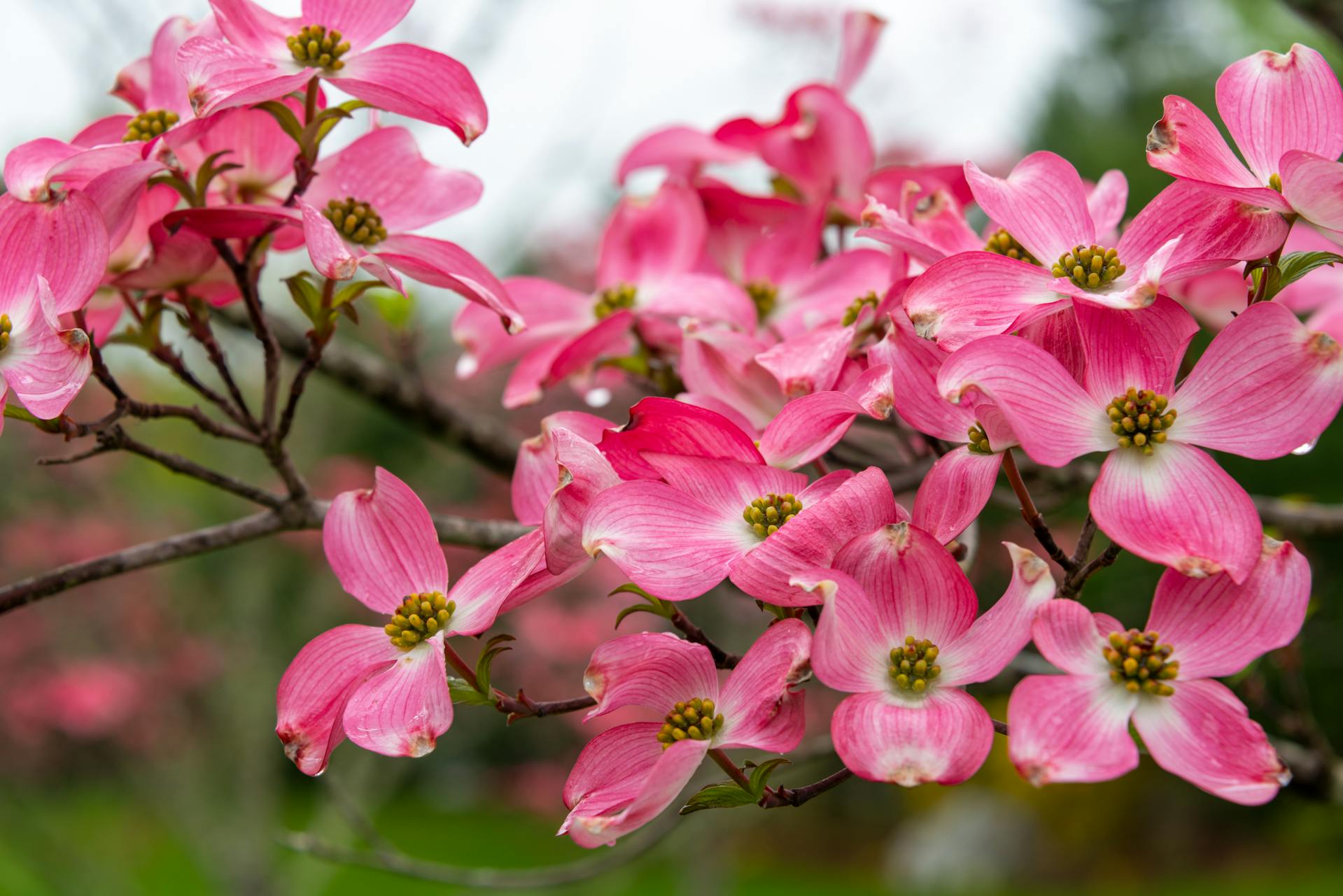 Dogwood pink flowers