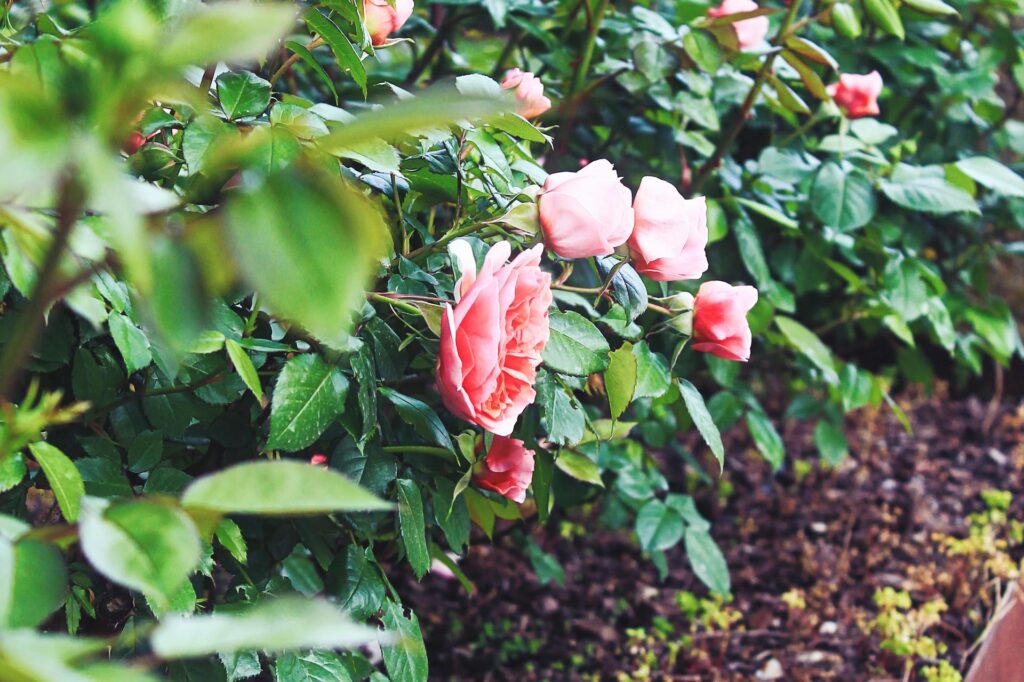 Beautiful Rose Garden Ideas for Front Yard In Your House