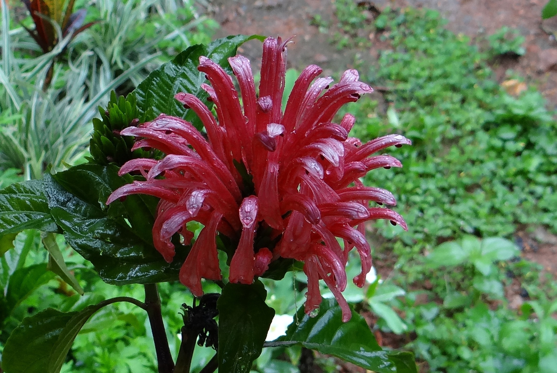 Jacobinia pink flowers