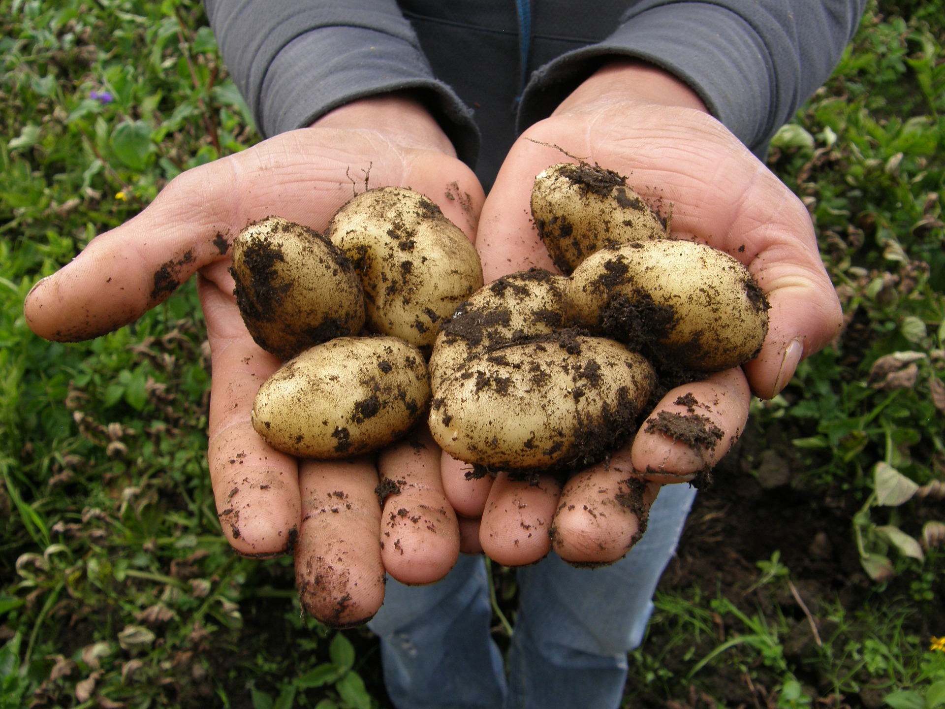 potatoes graden