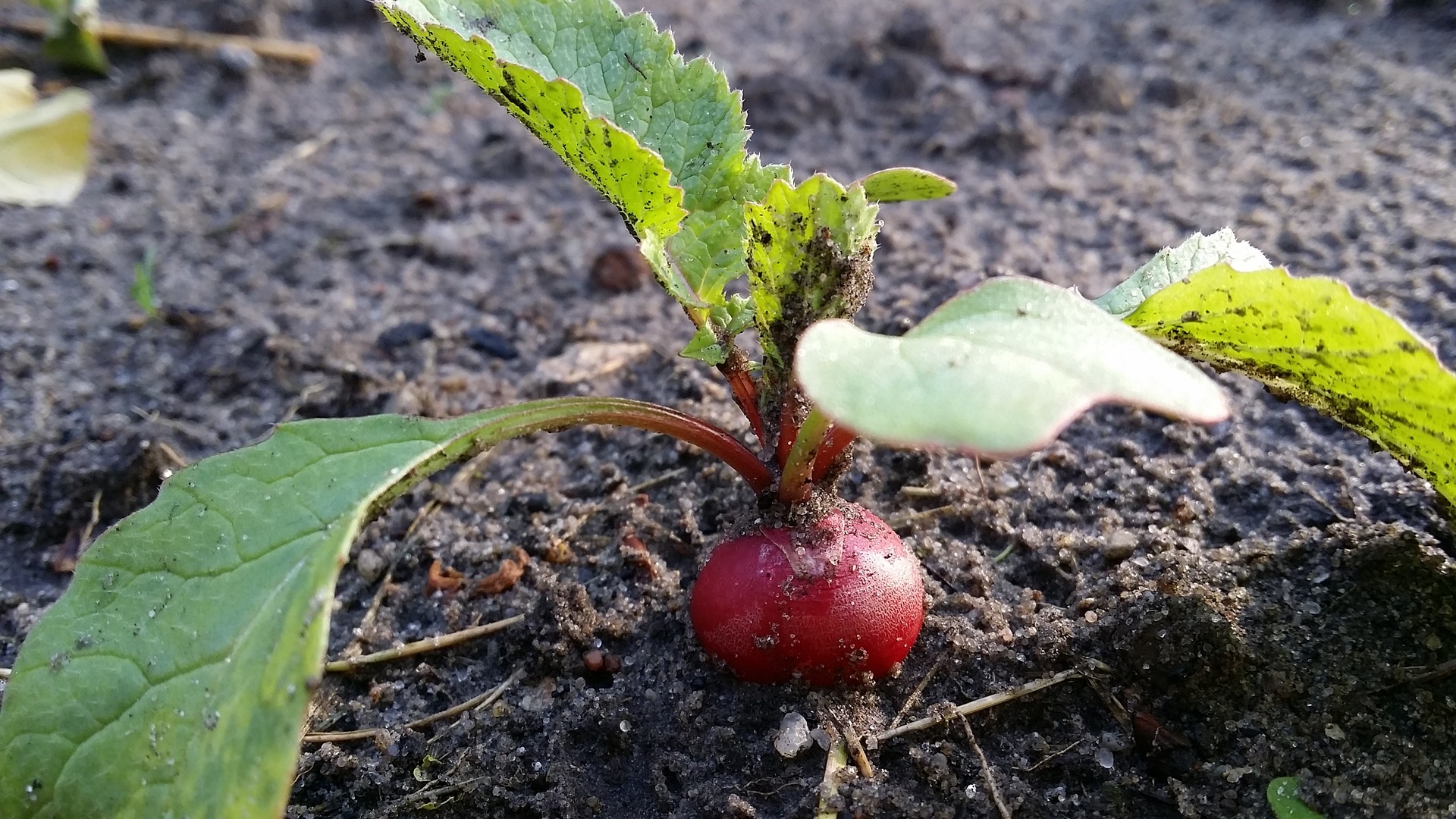 radish garden