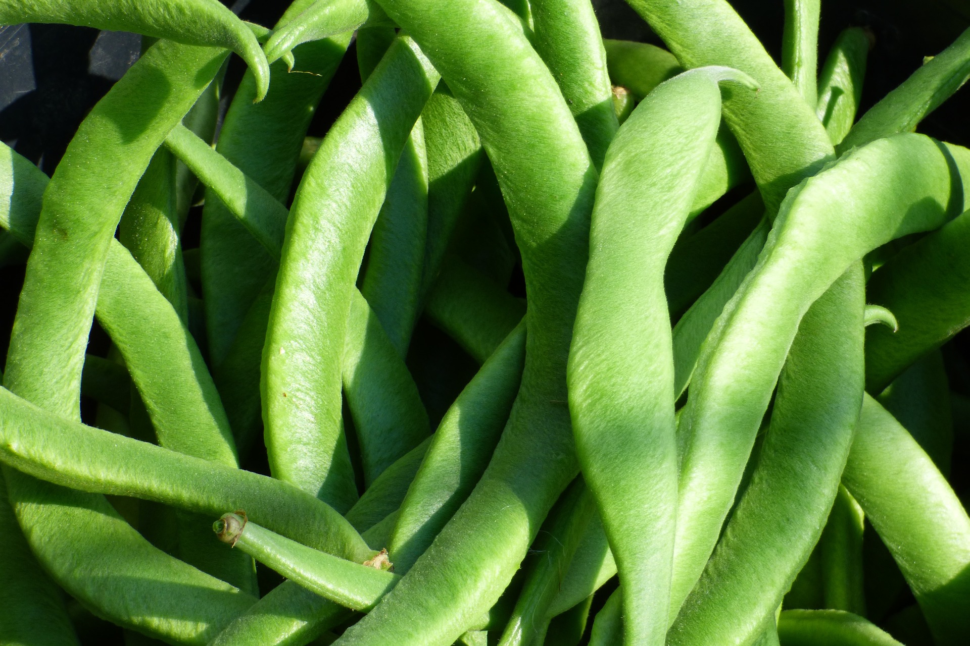 runner bean garden