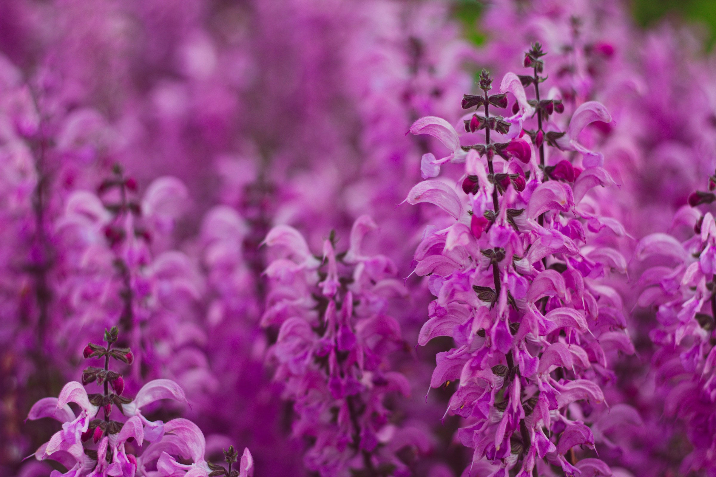 salvias pink flowers