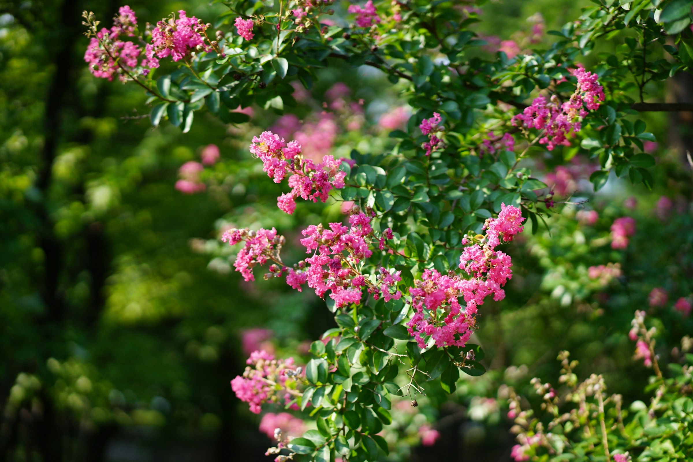 crape myrtle pink