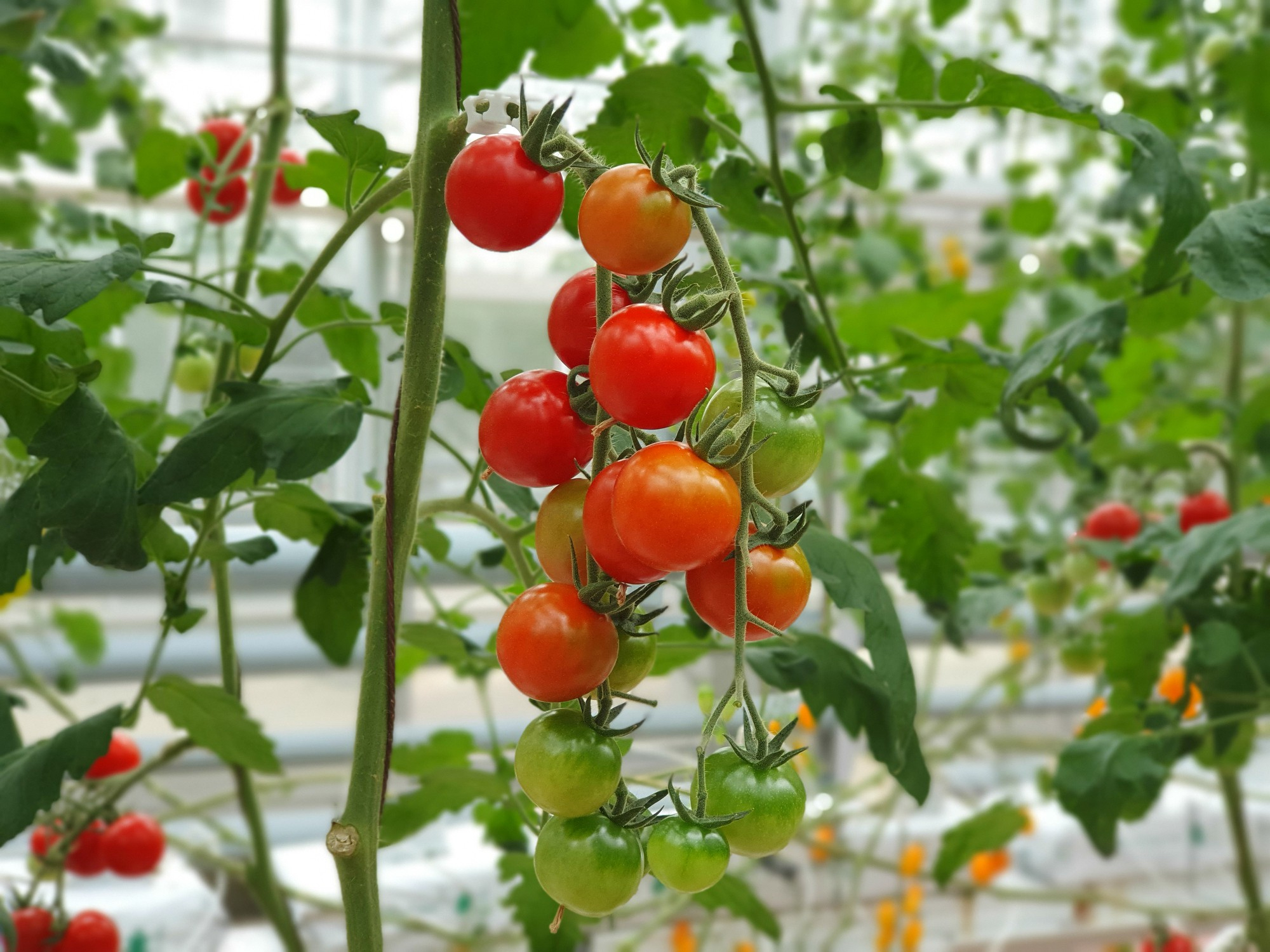 tomato garden tips