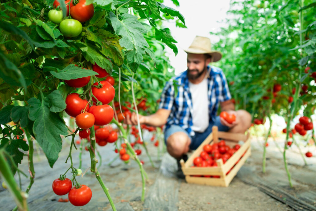 Tomato Garden Ideas In Tips For Beginners