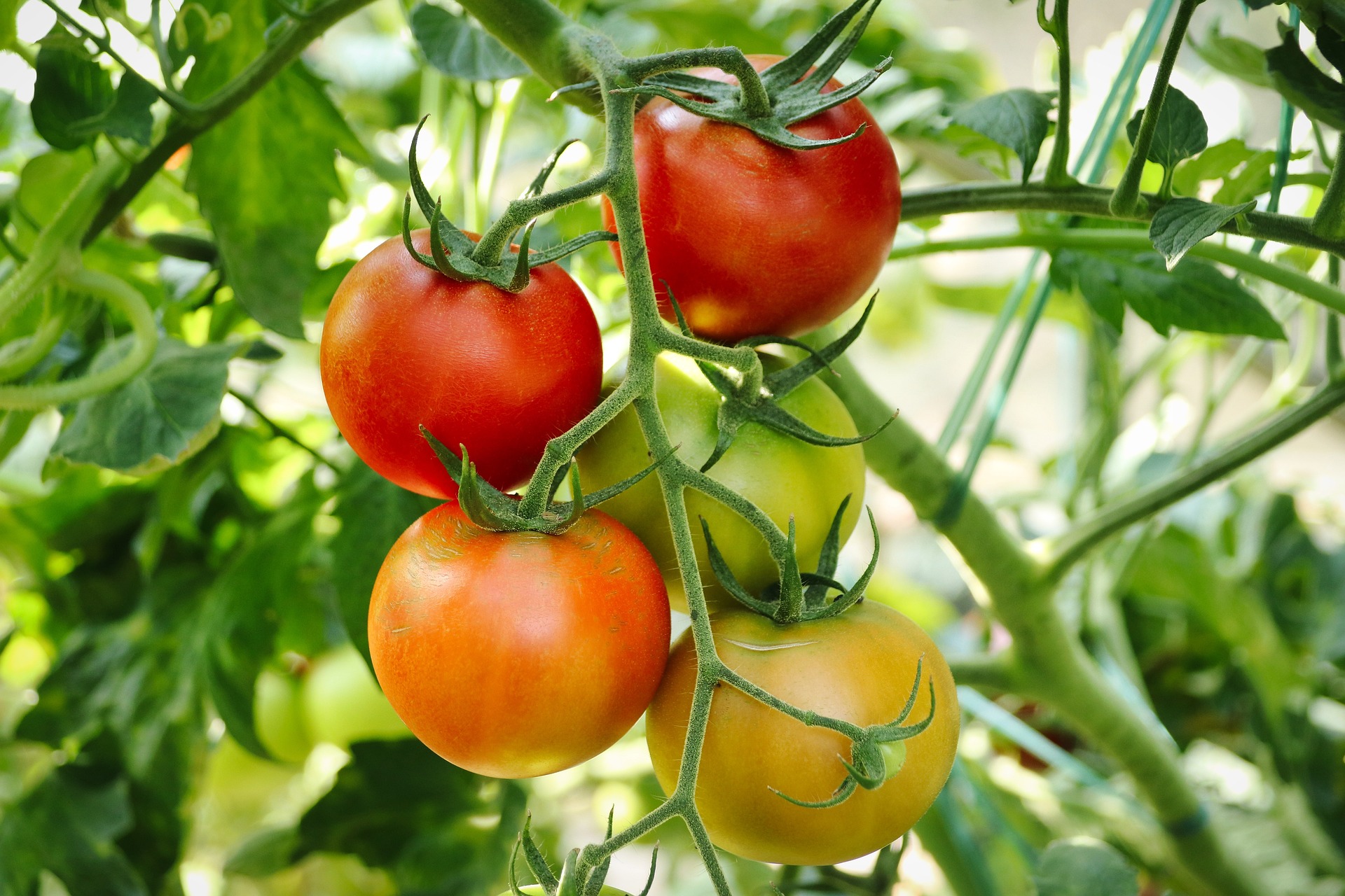 tomatoes