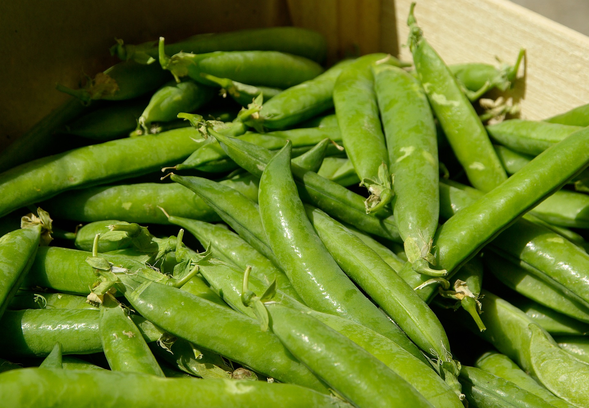 pea garden