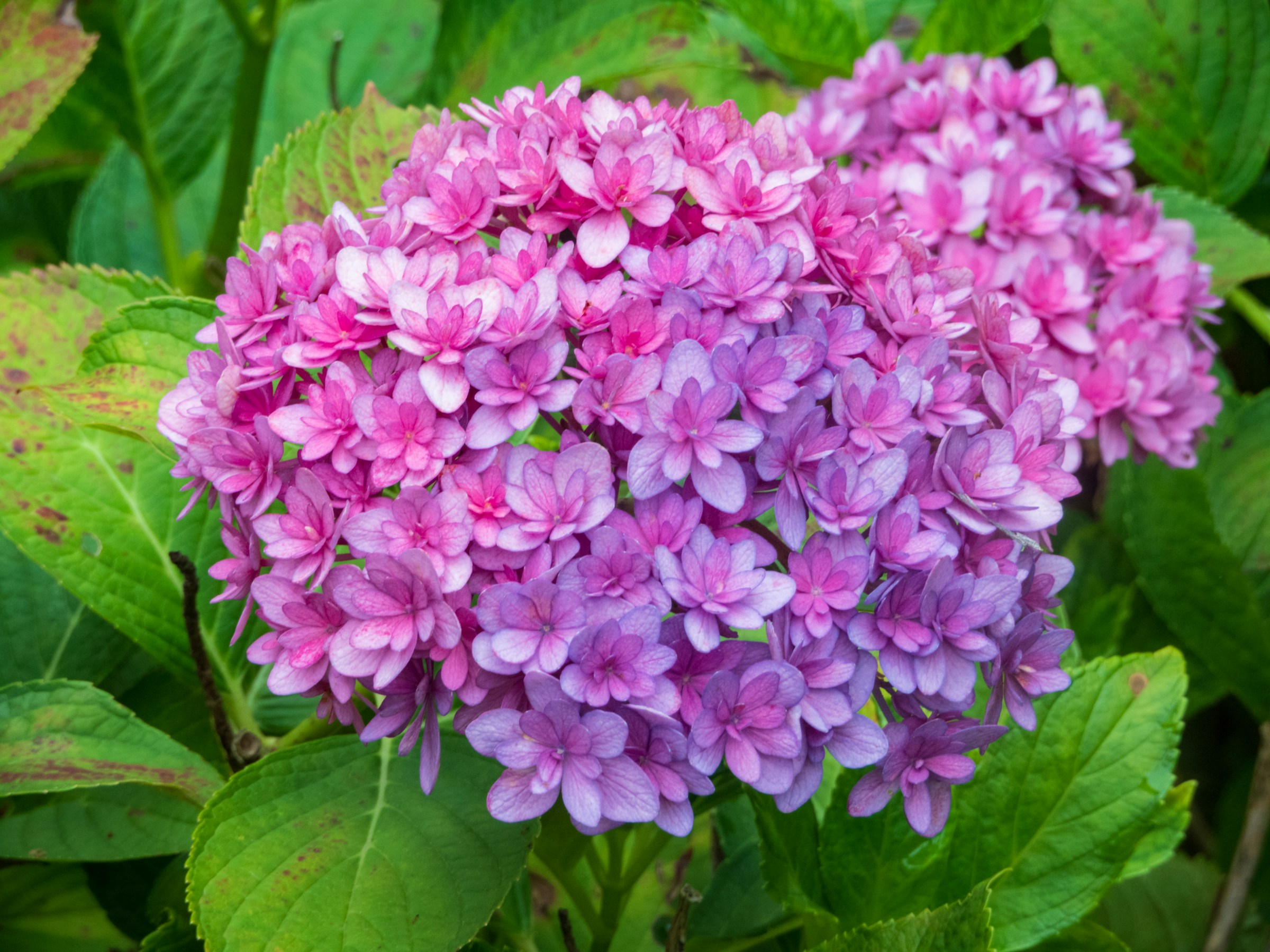 how to grow purple hydrangeas