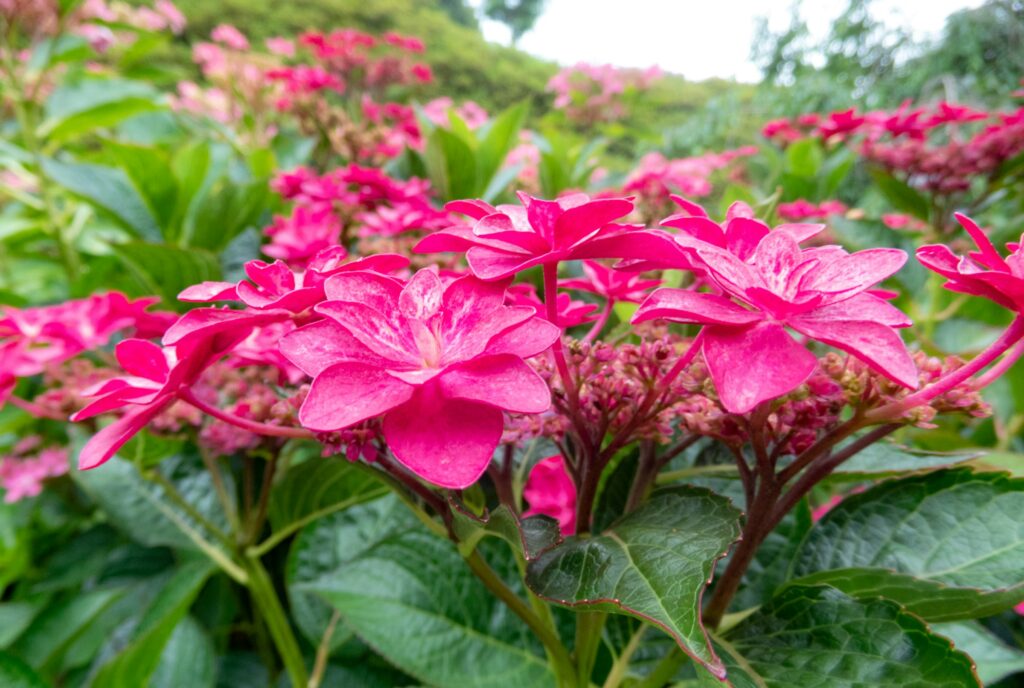 Most Beautiful Pink Flowering Trees in Florida