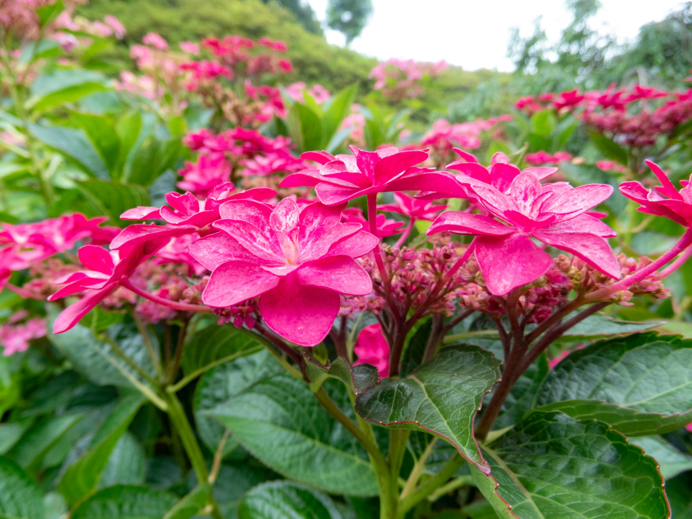 pink flowering trees in florida