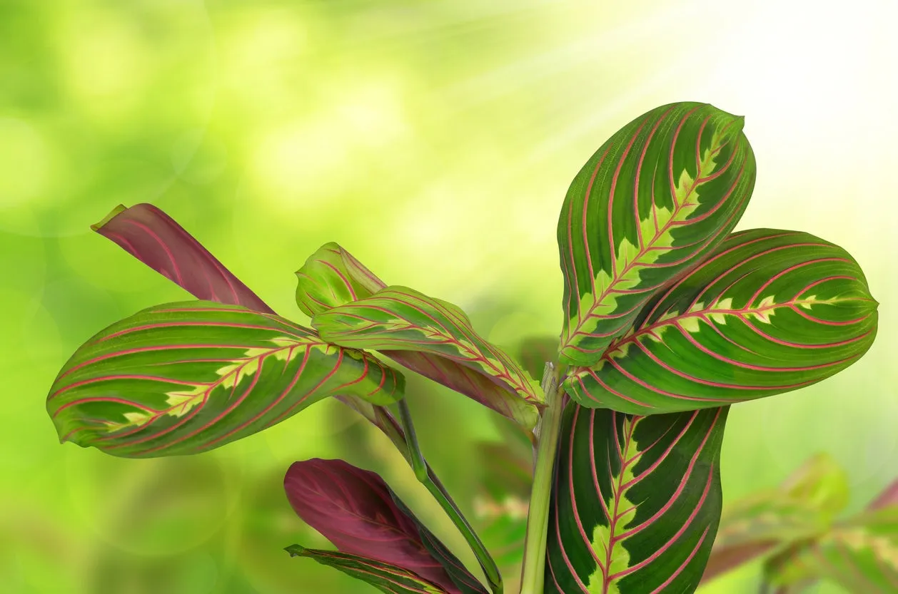 prayer plant care