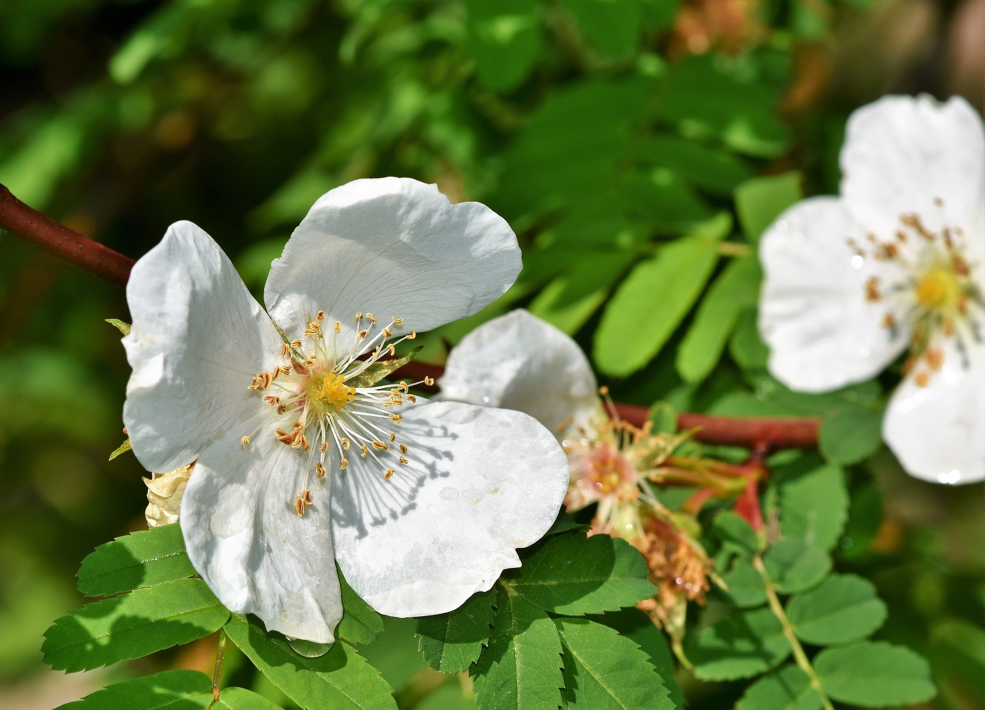 Anemone white image