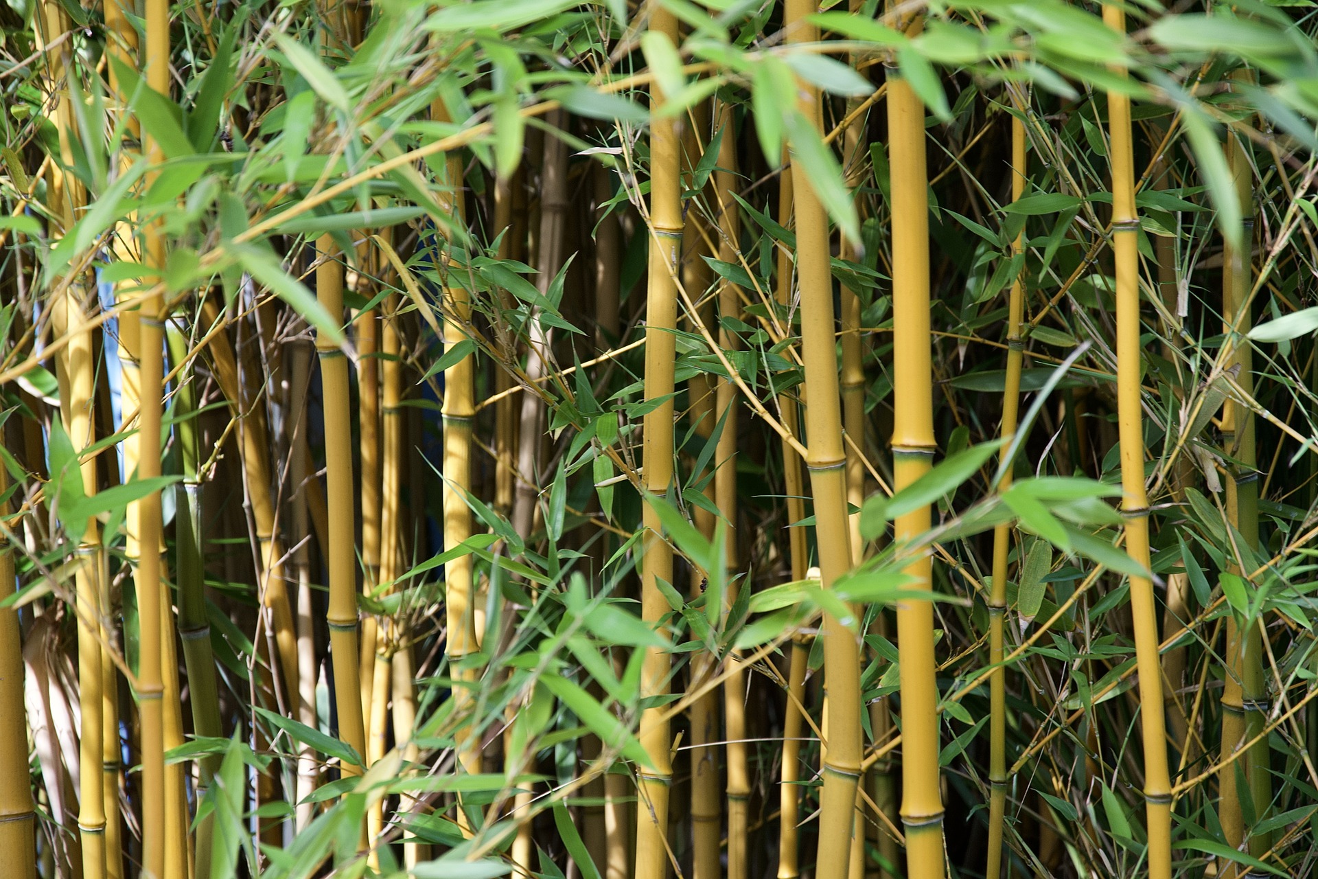 bamboo plants