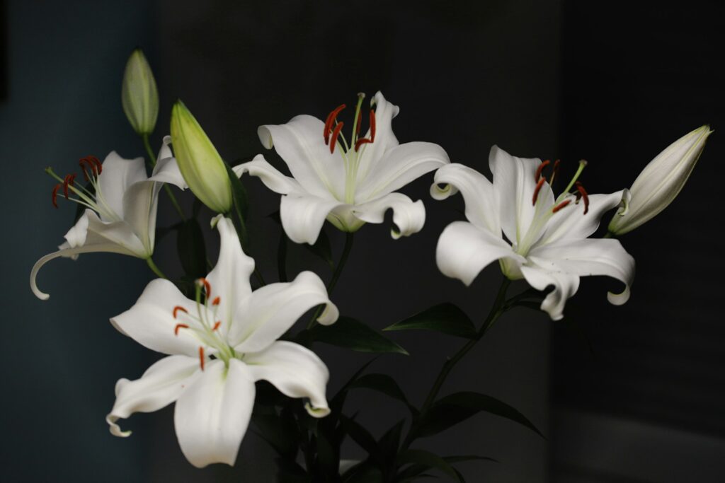 Beautiful House Plants With White Flowers