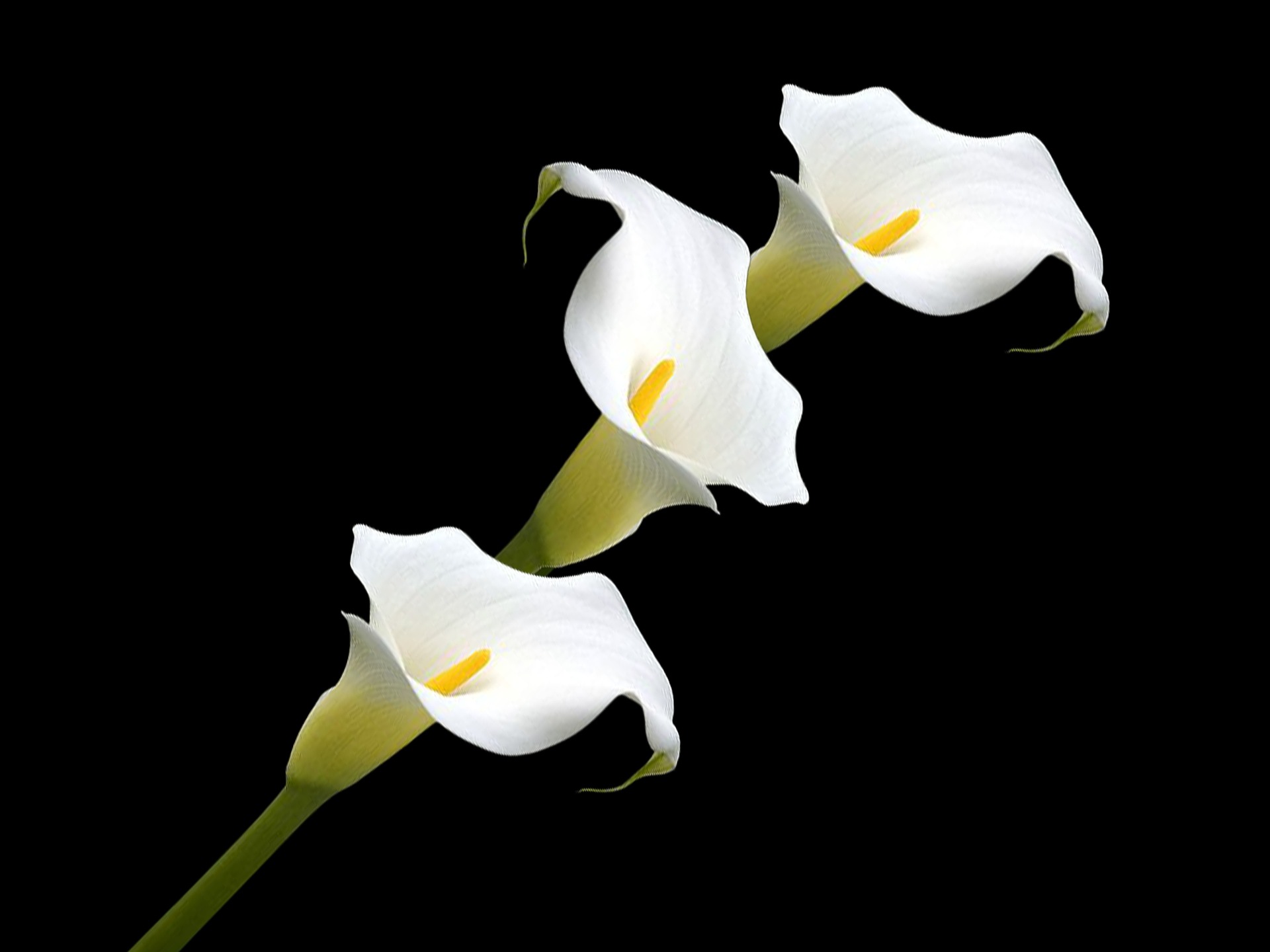 Calla Lily white