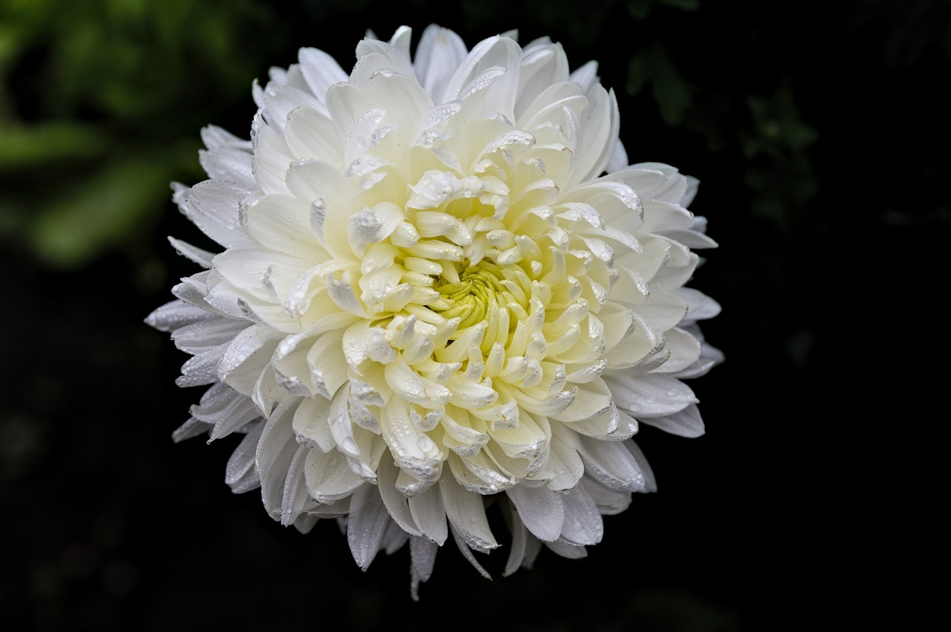 Chrysanthemum white image