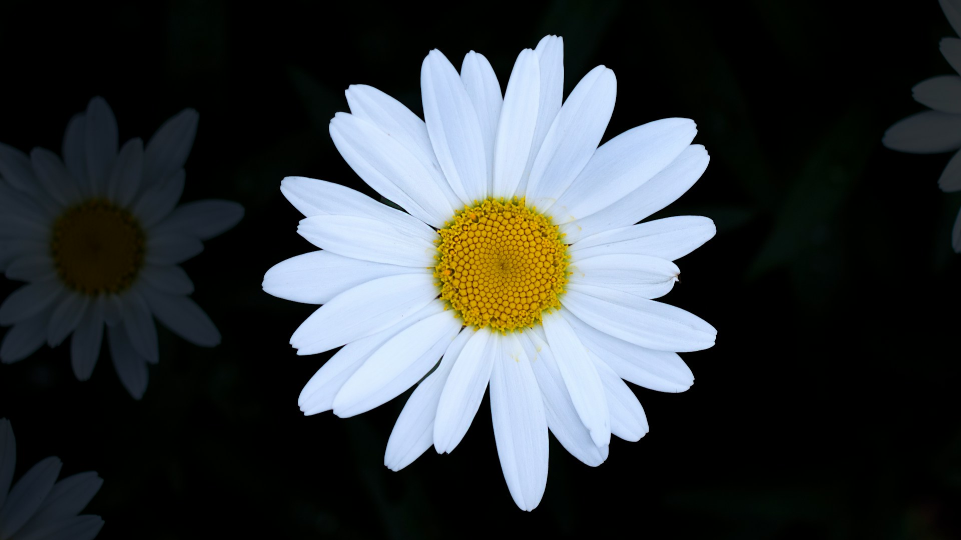 Gerbera Daisy