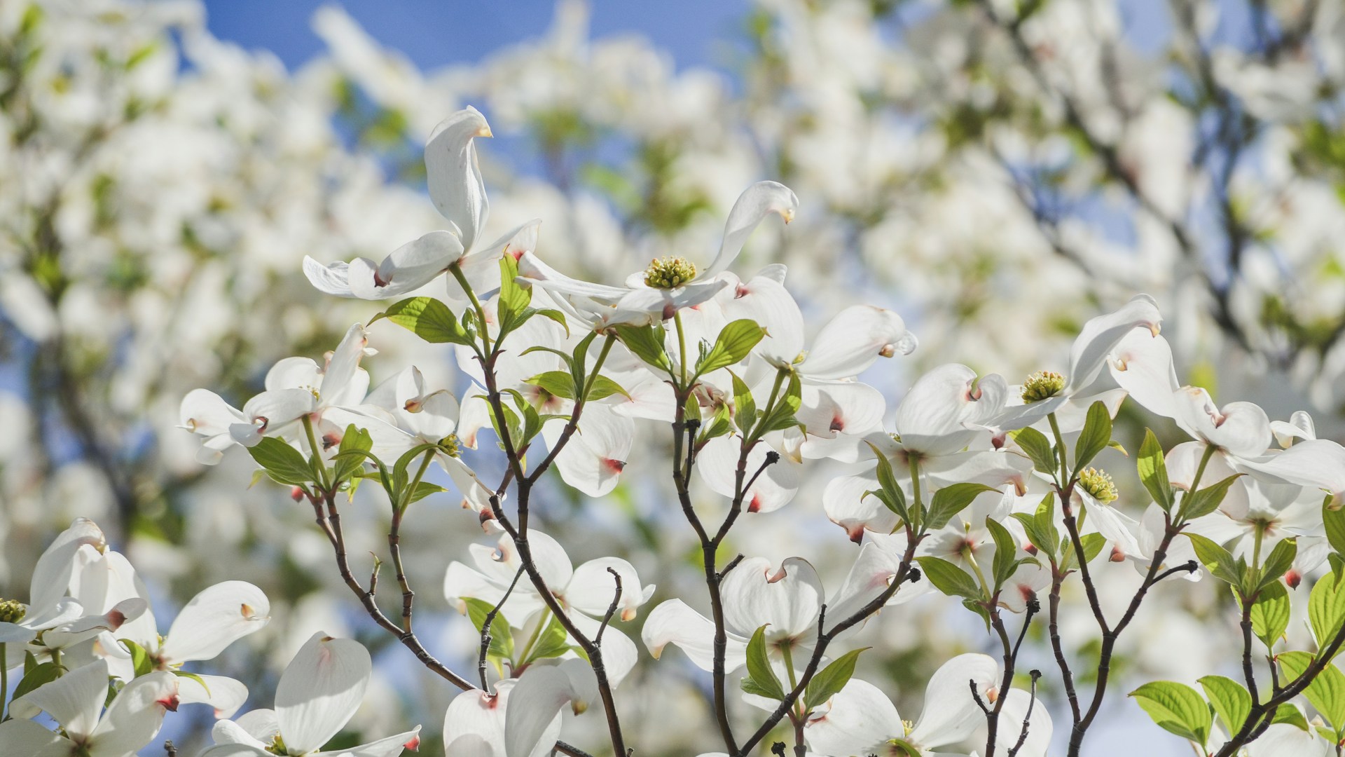 house plants with white flowers