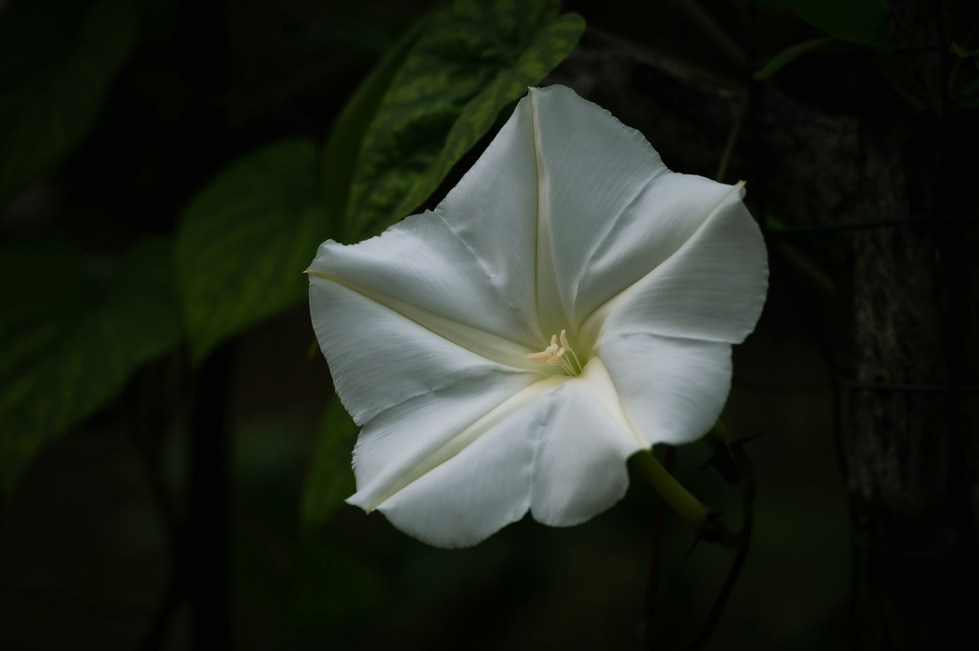 Moon Flower white image