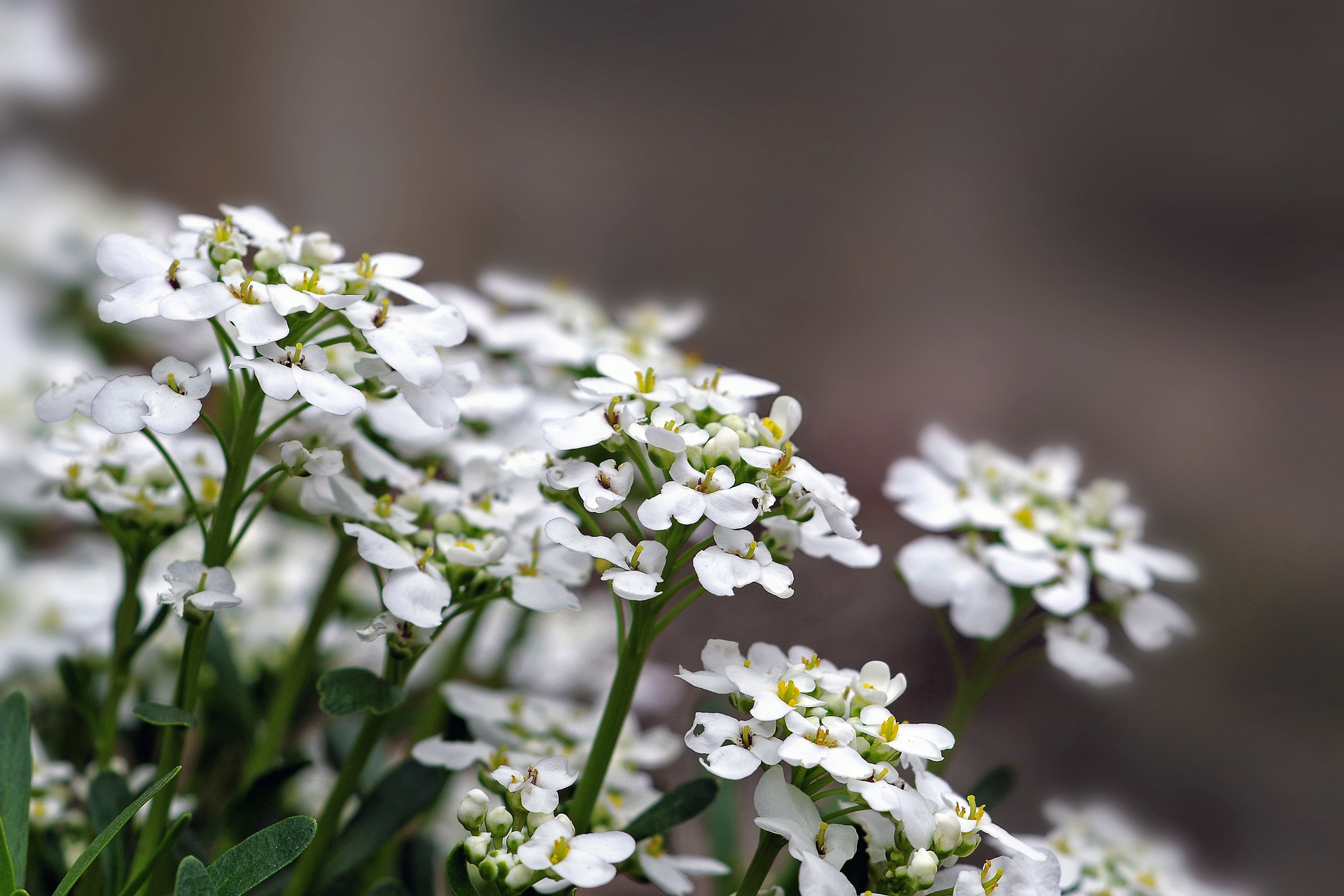 crambe maritima