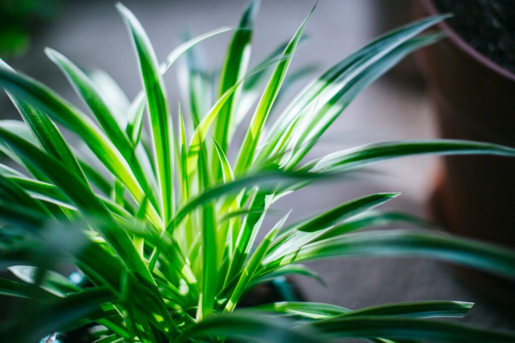 How to Grow and Care for Spider Plant