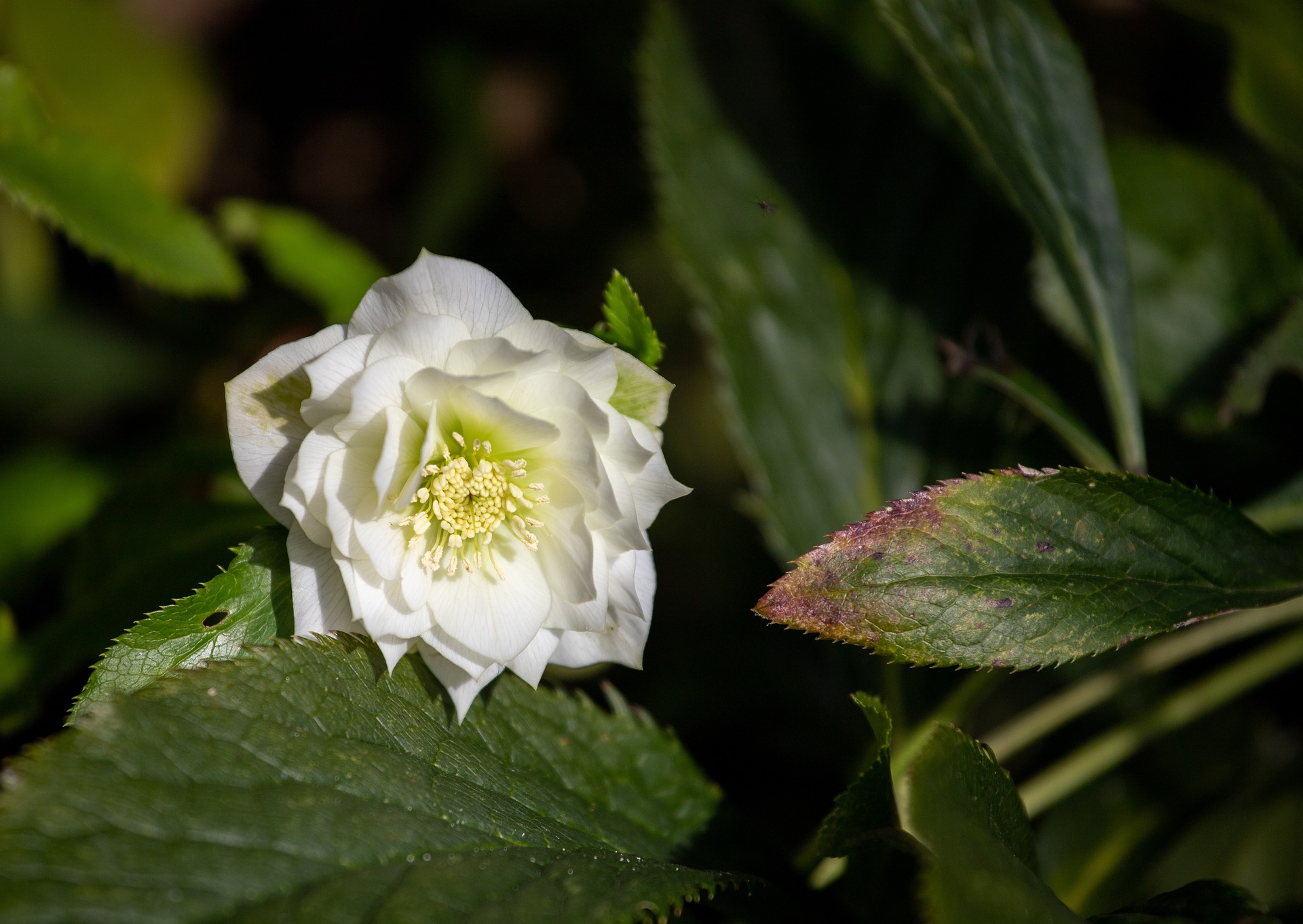 Hellebore white image