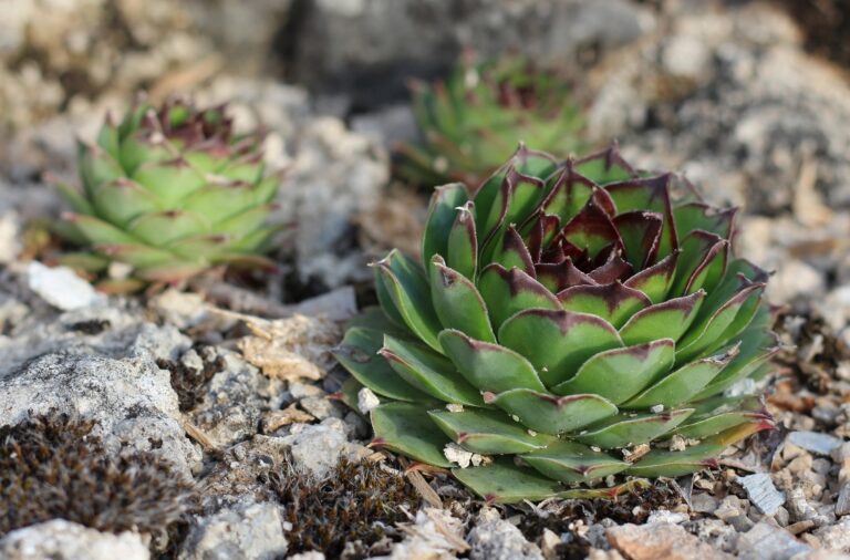 How to Grow and Care for Hens and Chicks