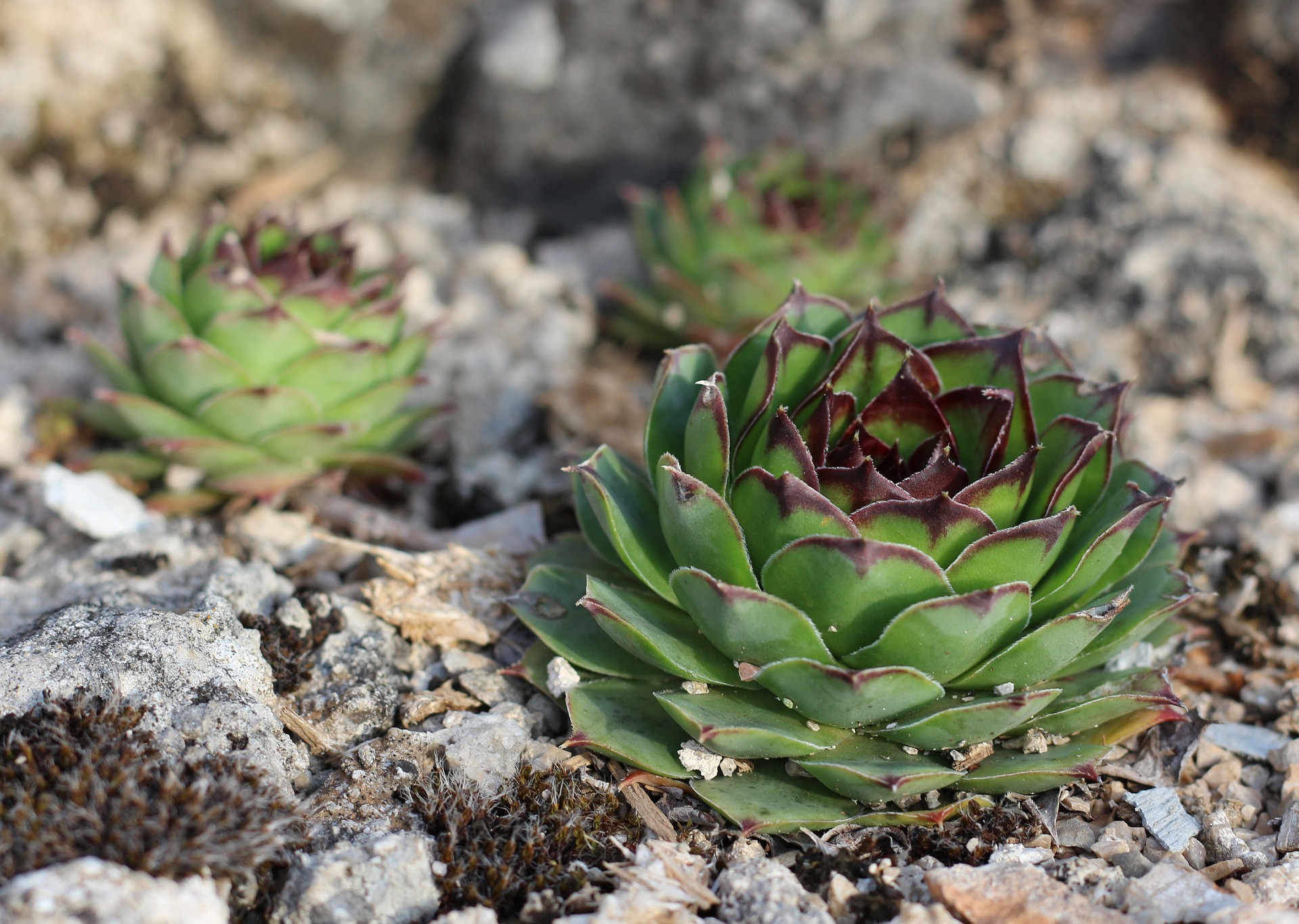 hens and chicks plant