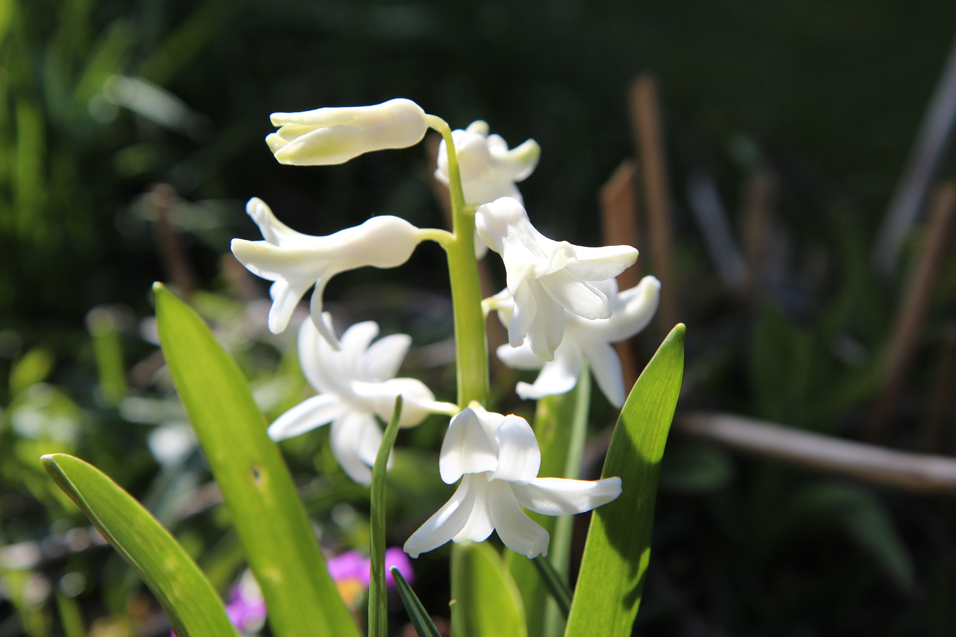 Hyacinth white flowers