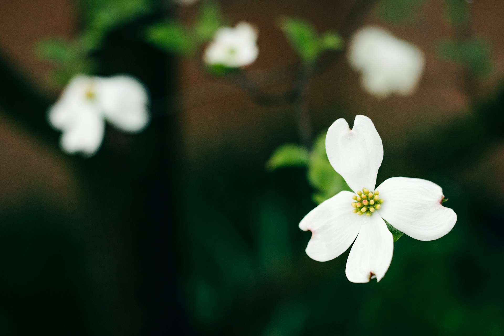 Dogwood white