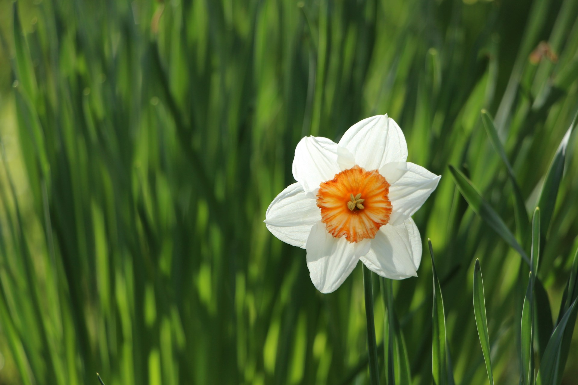 Daffodil white 