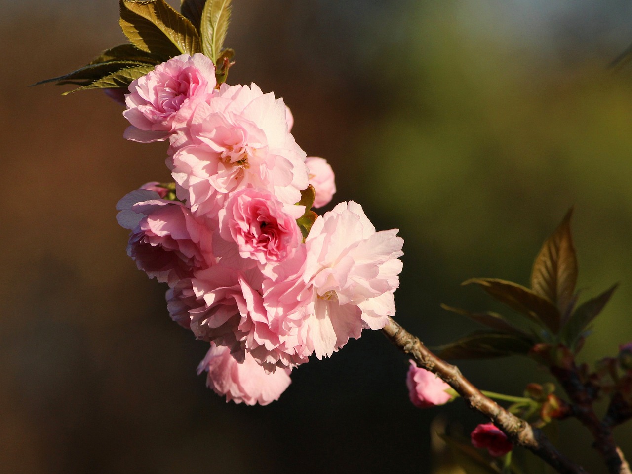 Kwanzan Cherry pink