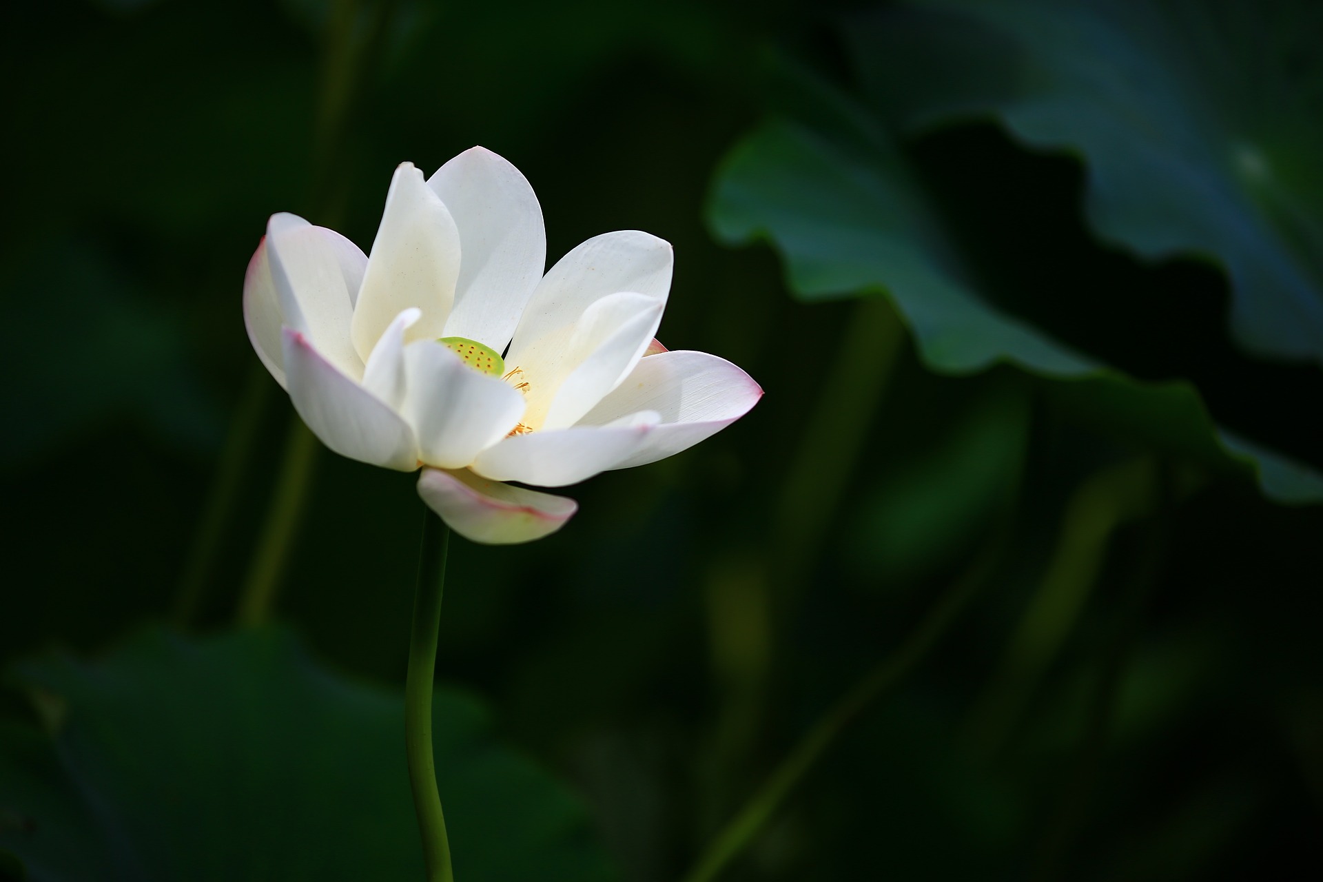 Water Lily white