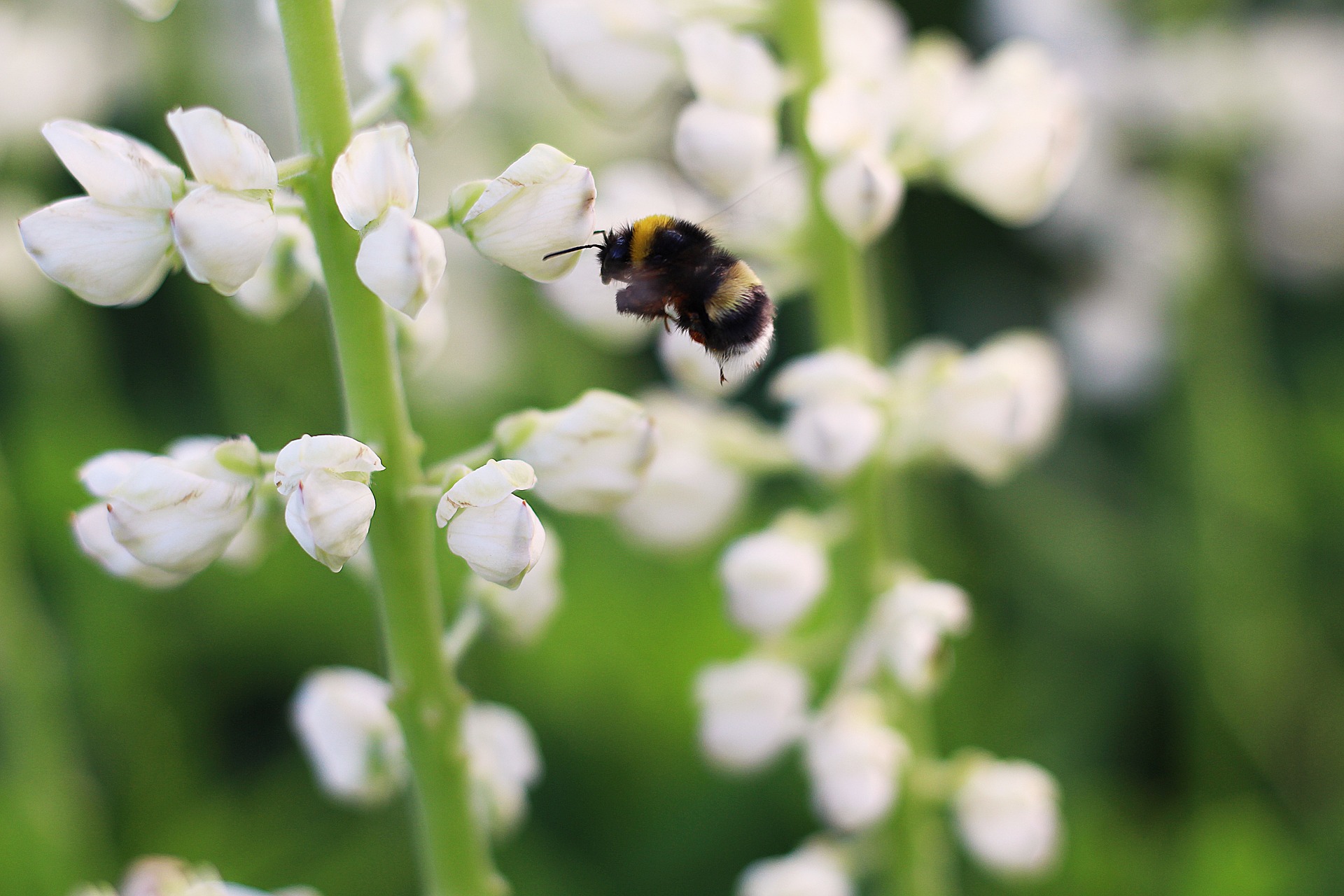 Lupine white images