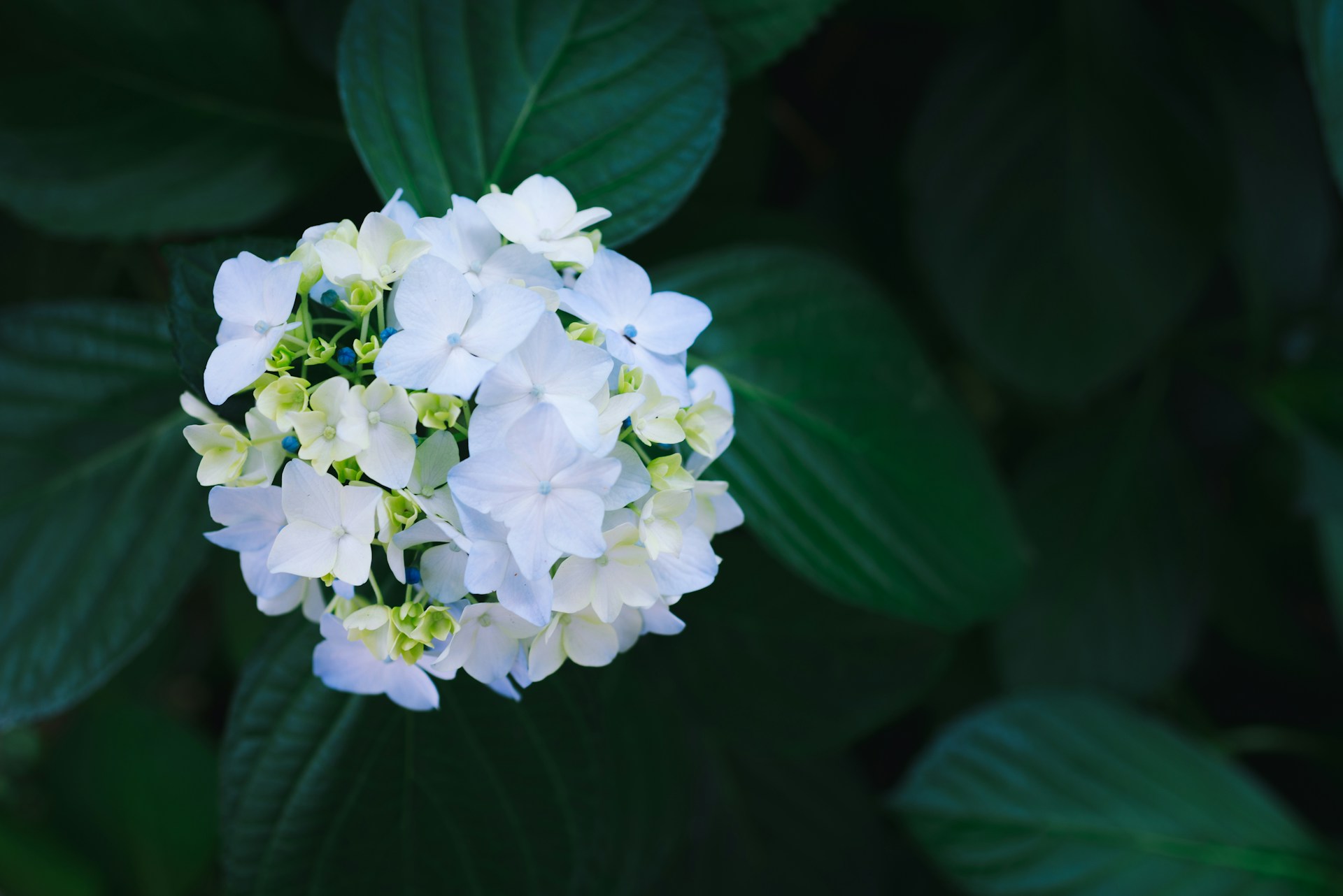 Hydrangea white