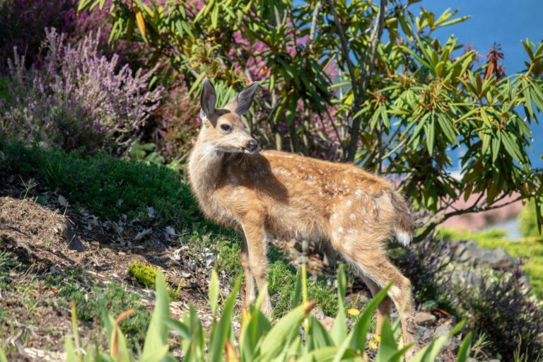 How To Keep Deer Out Of Garden In Our Secrets Method