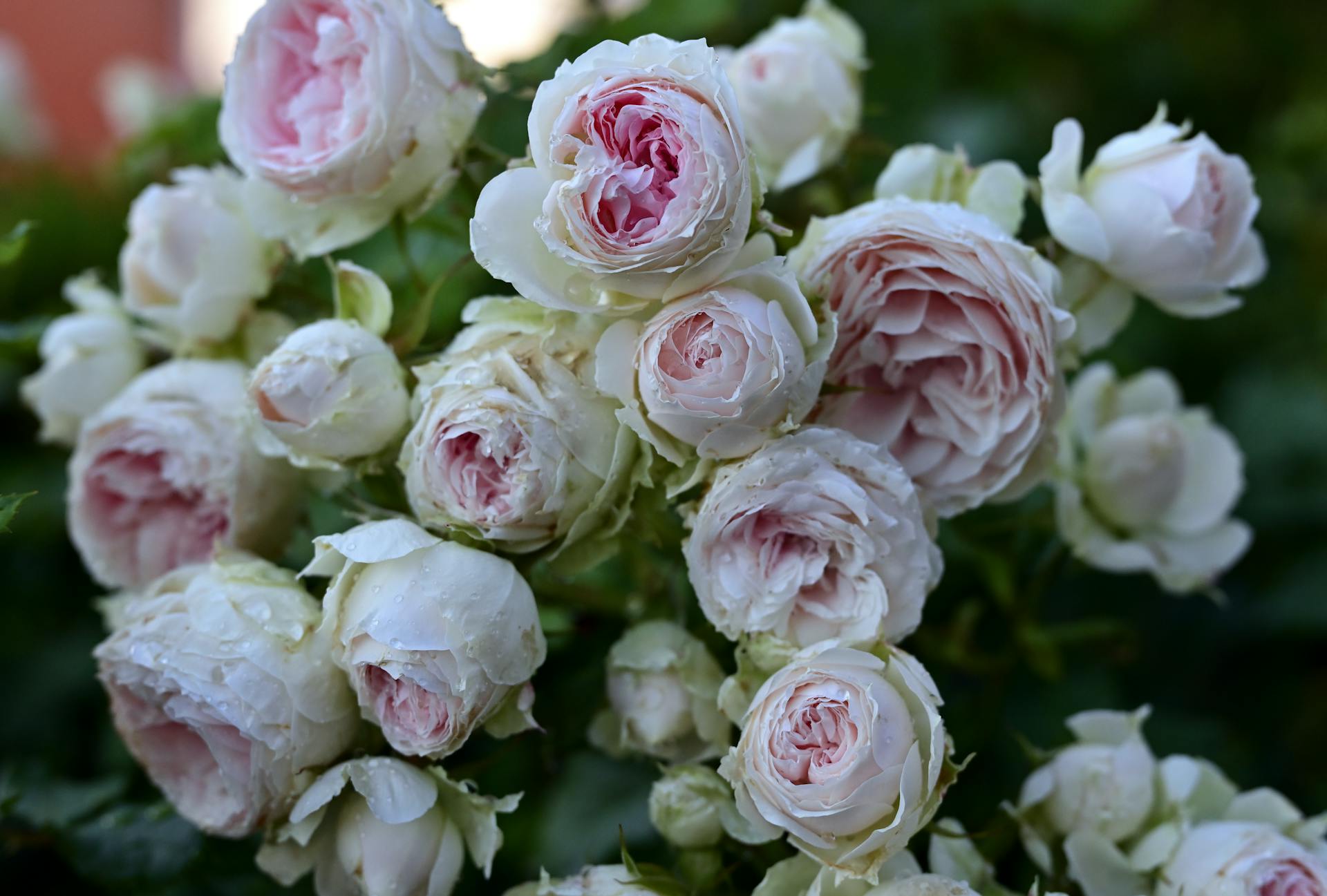 Cabbage Rose white